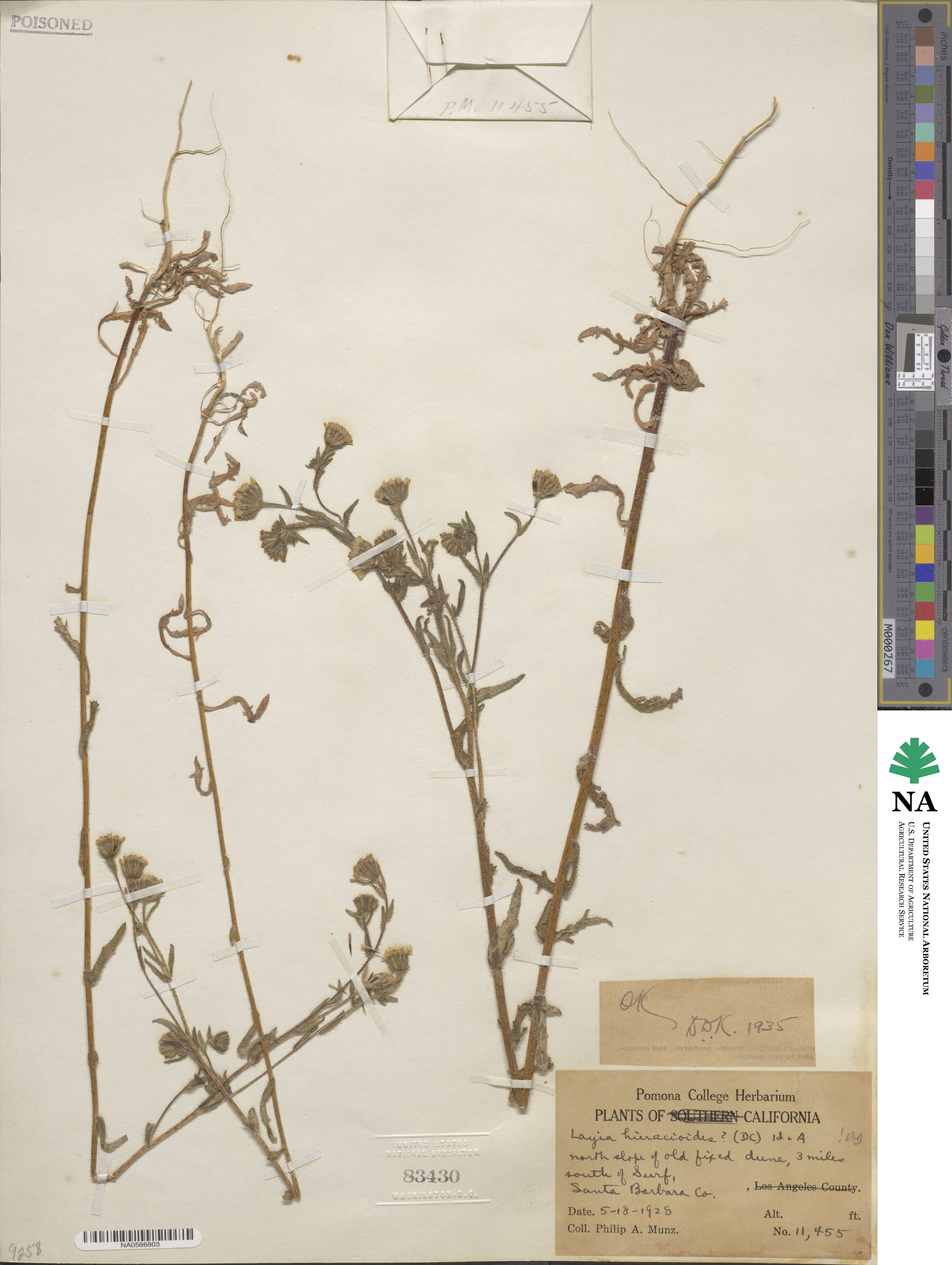Layia hieracioides image