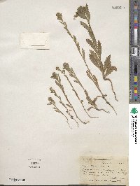 Layia hieracioides image