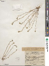 Layia hieracioides image