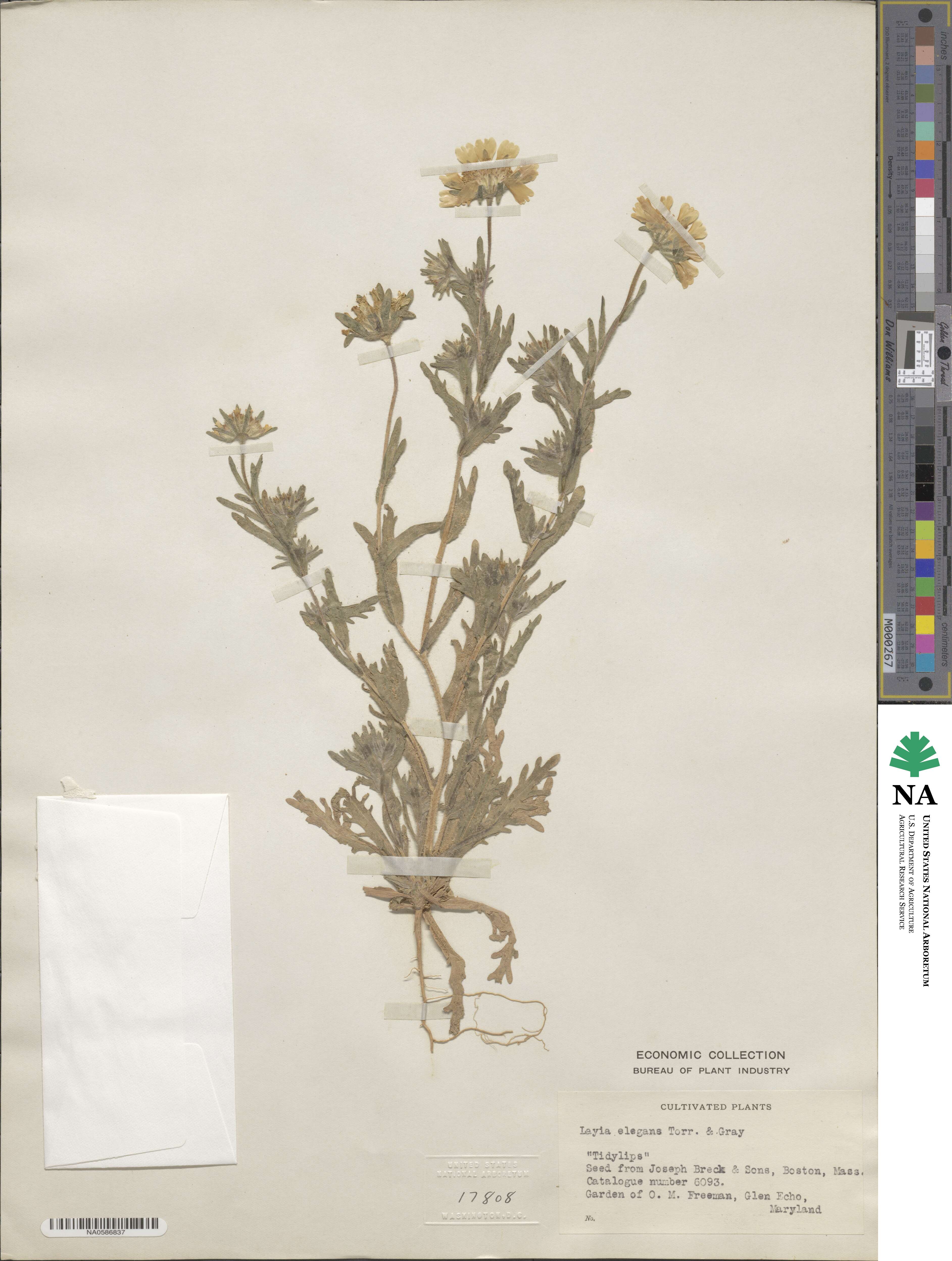 Layia platyglossa image