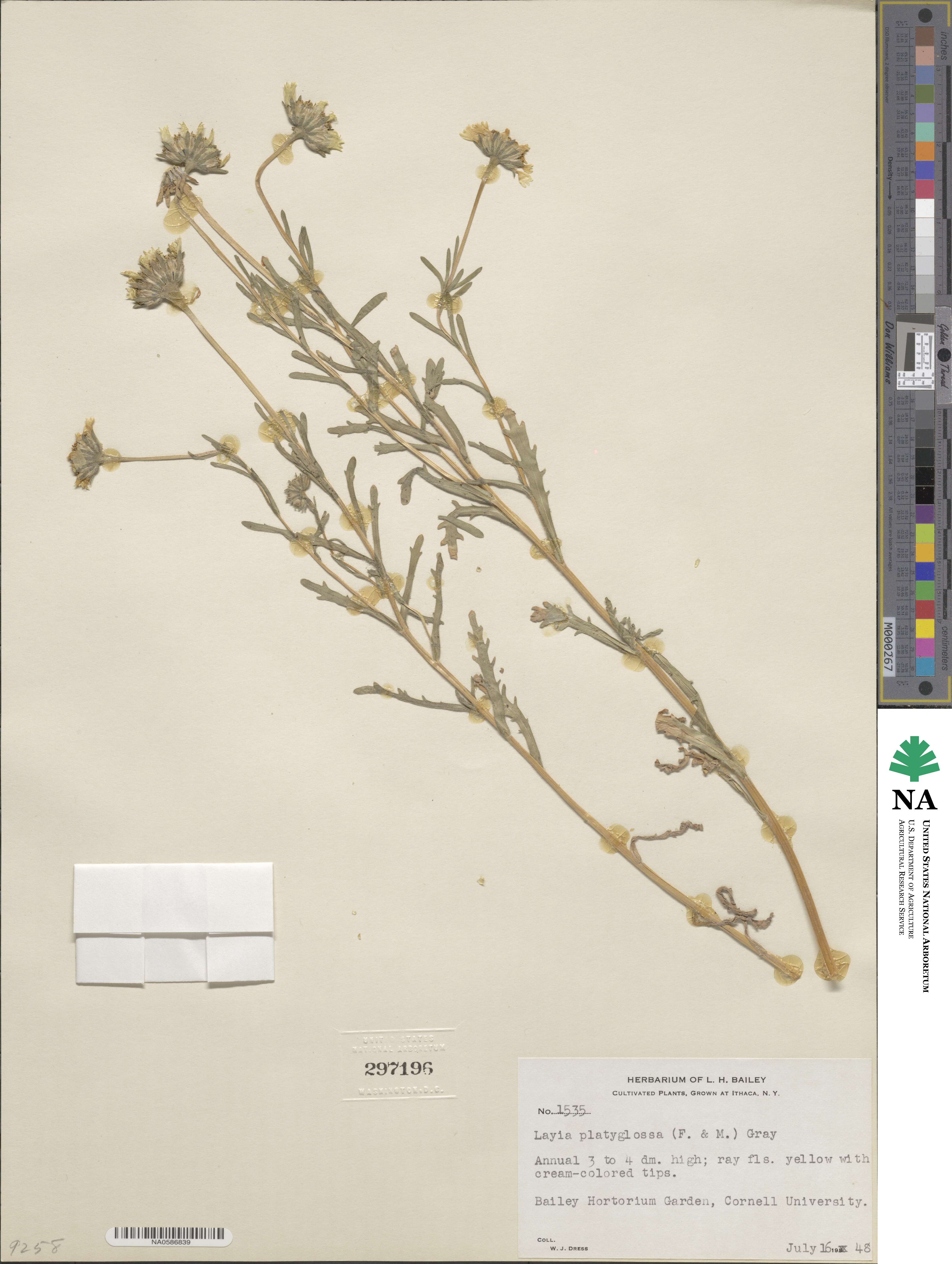 Layia platyglossa image