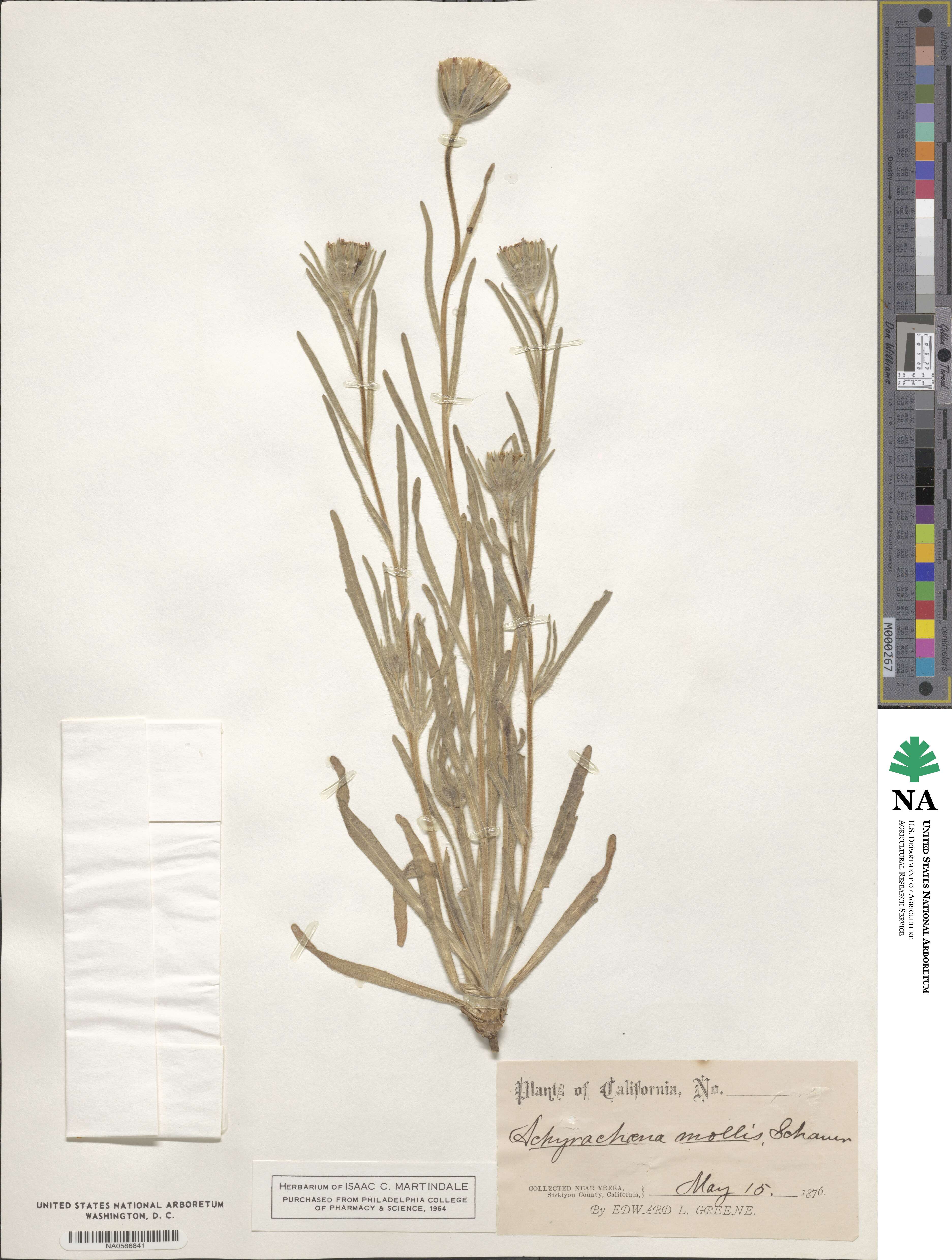 Achyrachaena mollis image