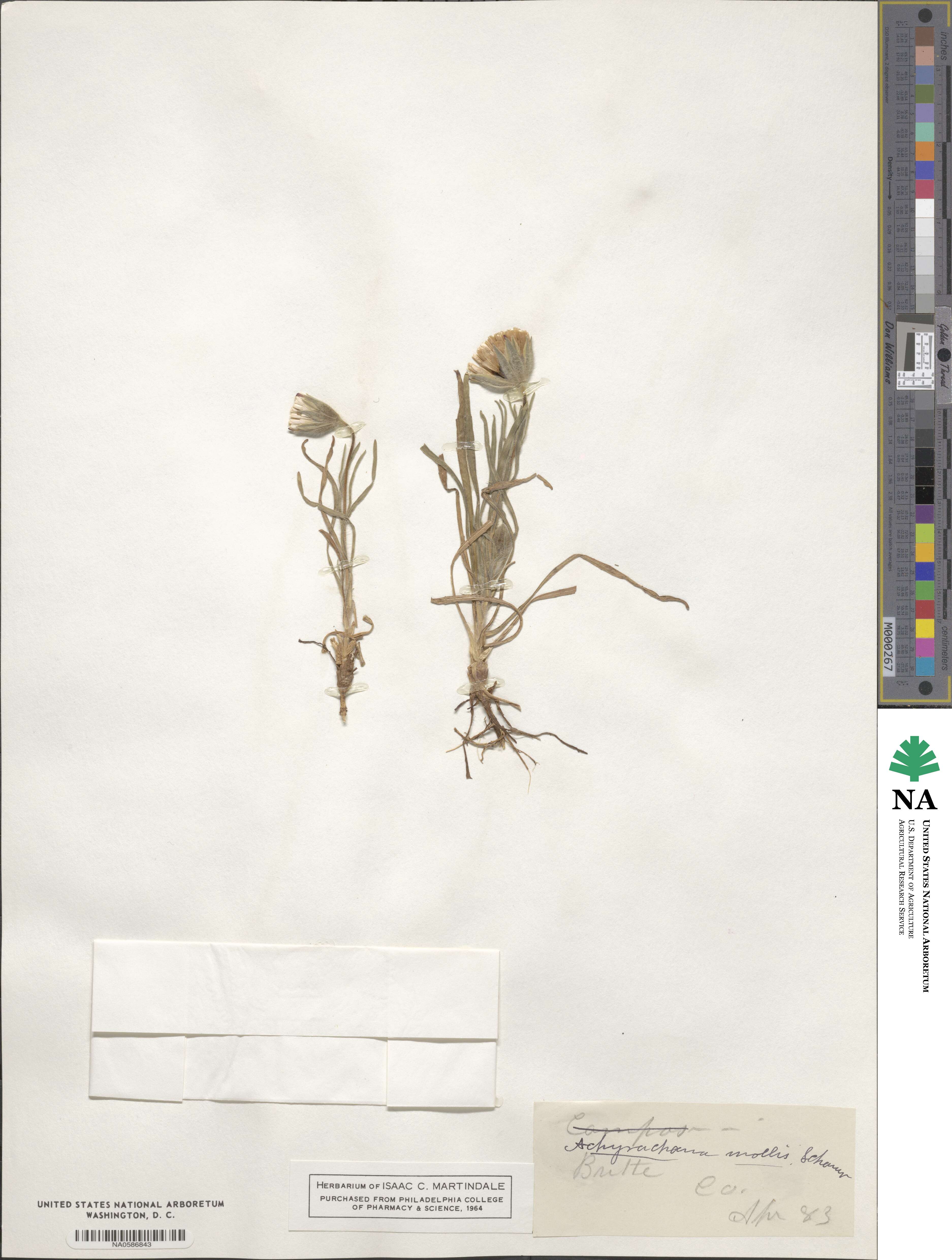 Achyrachaena mollis image