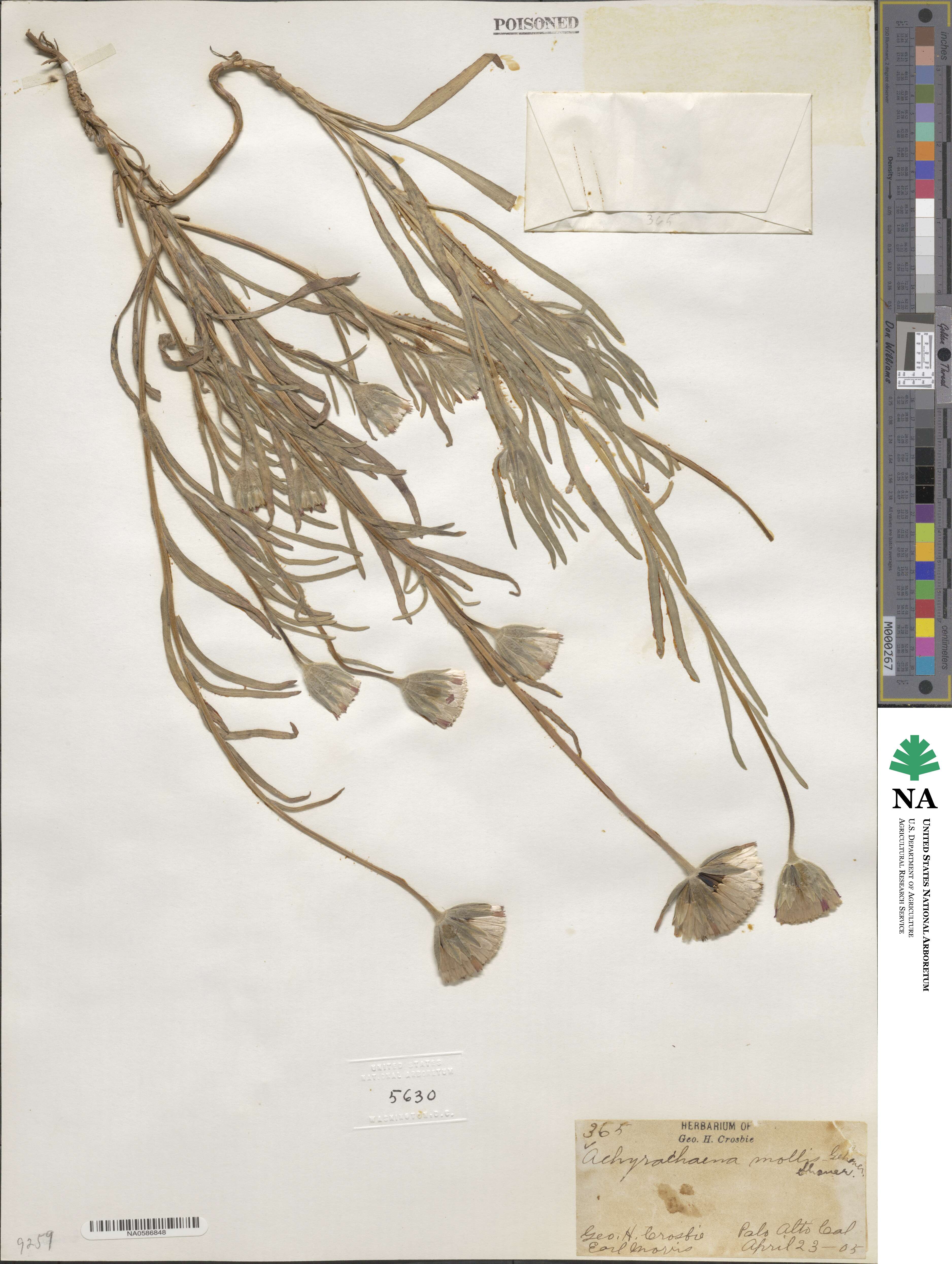Achyrachaena mollis image