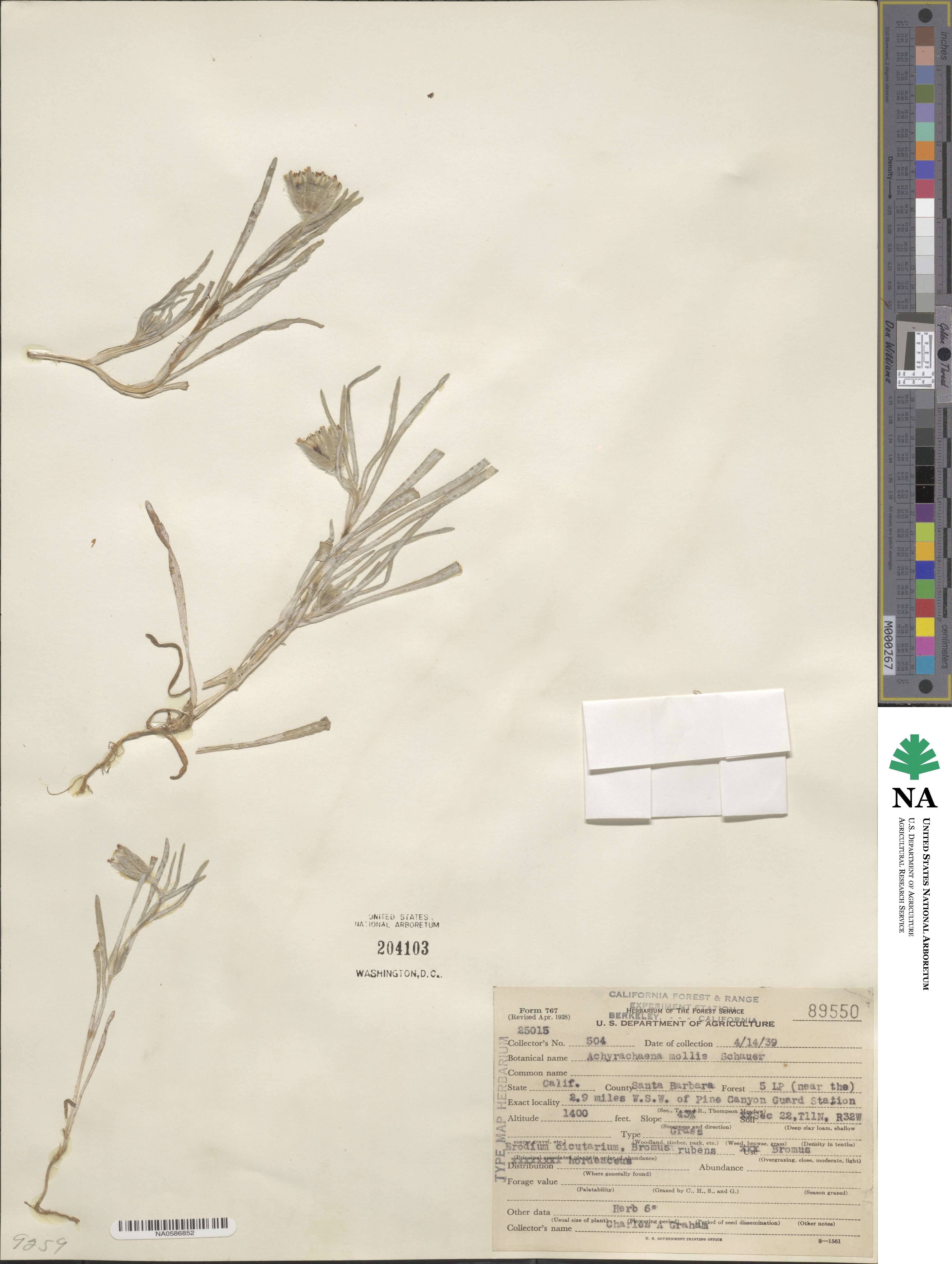 Achyrachaena mollis image