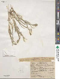 Achyrachaena mollis image