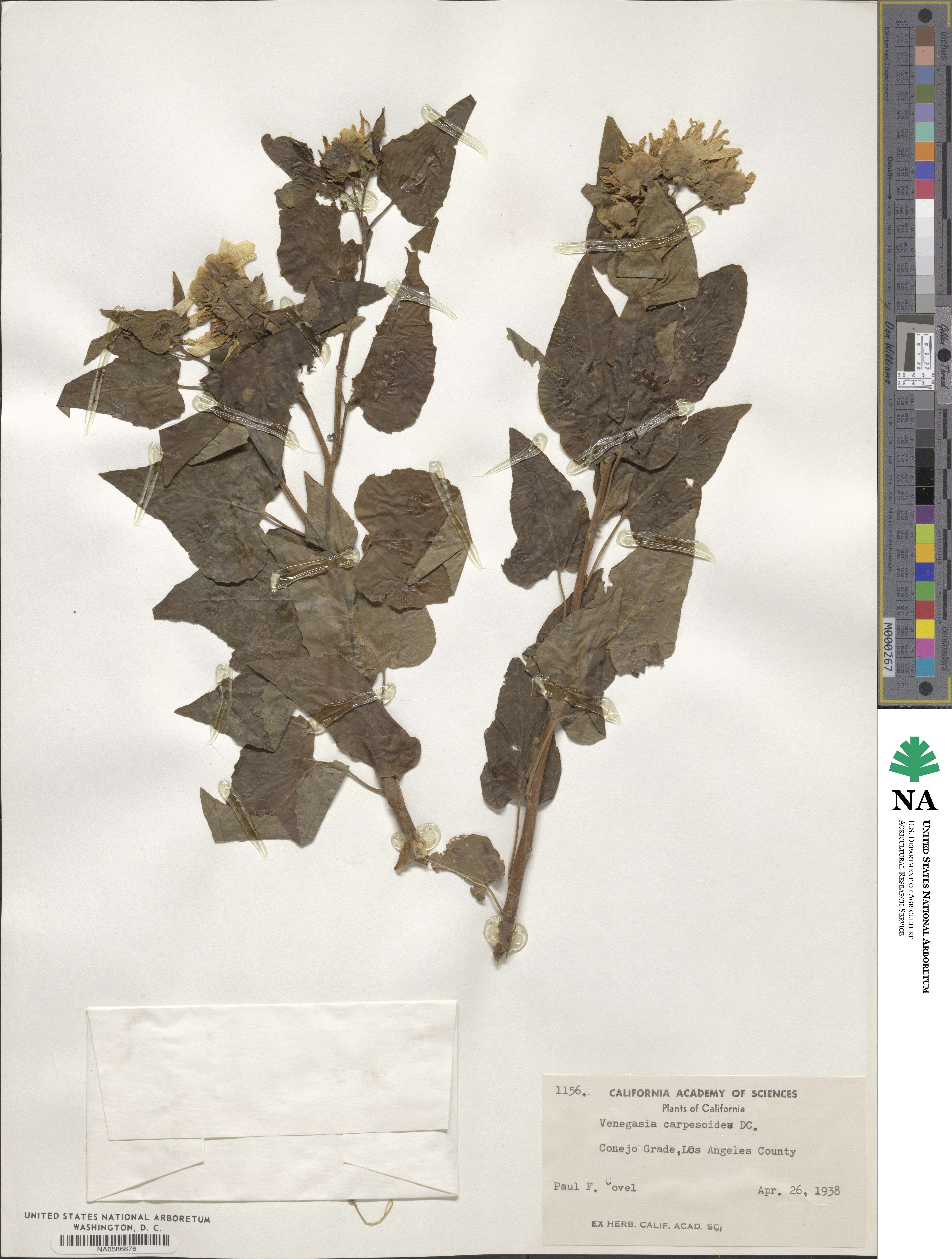 Venegasia carpesioides image