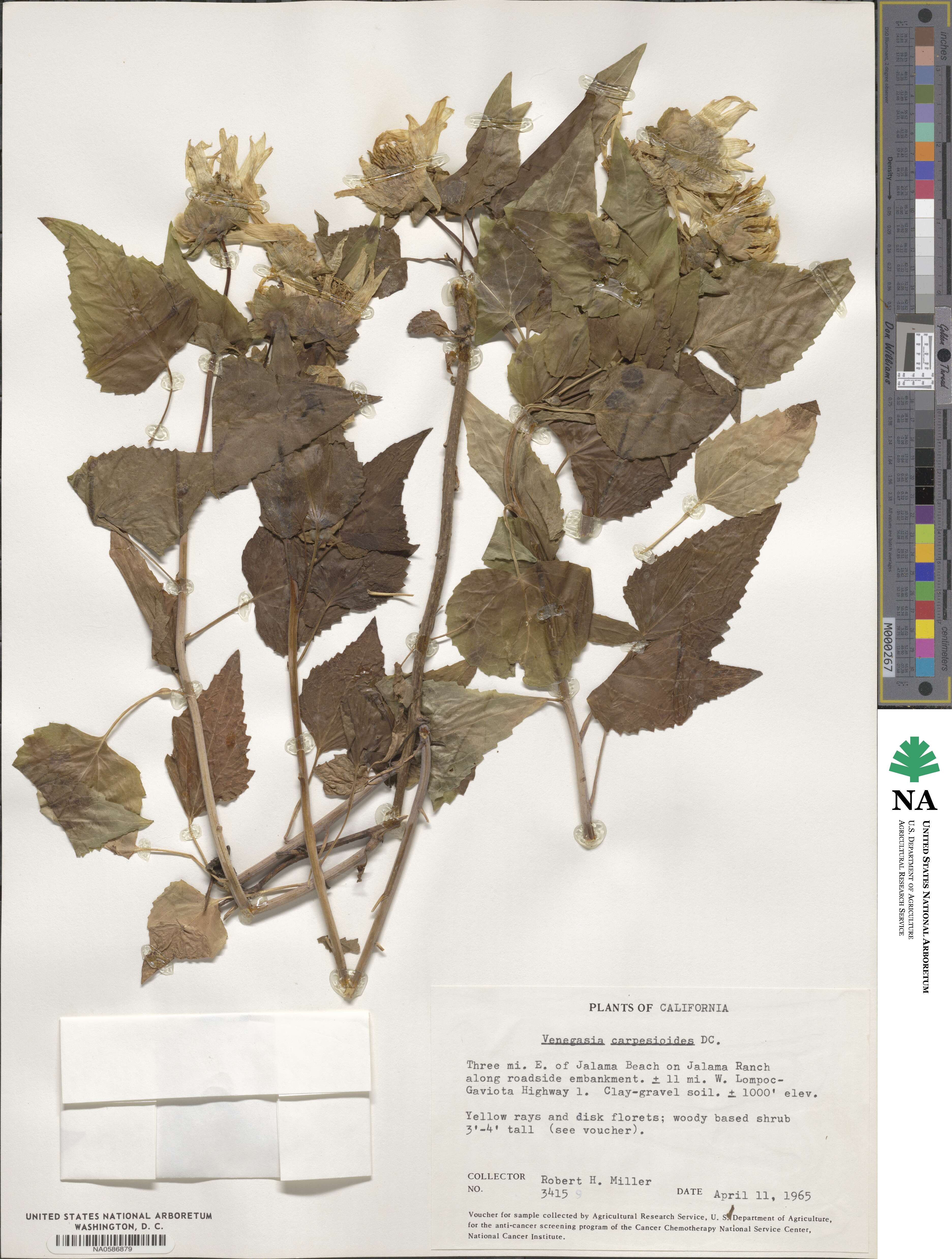 Venegasia carpesioides image