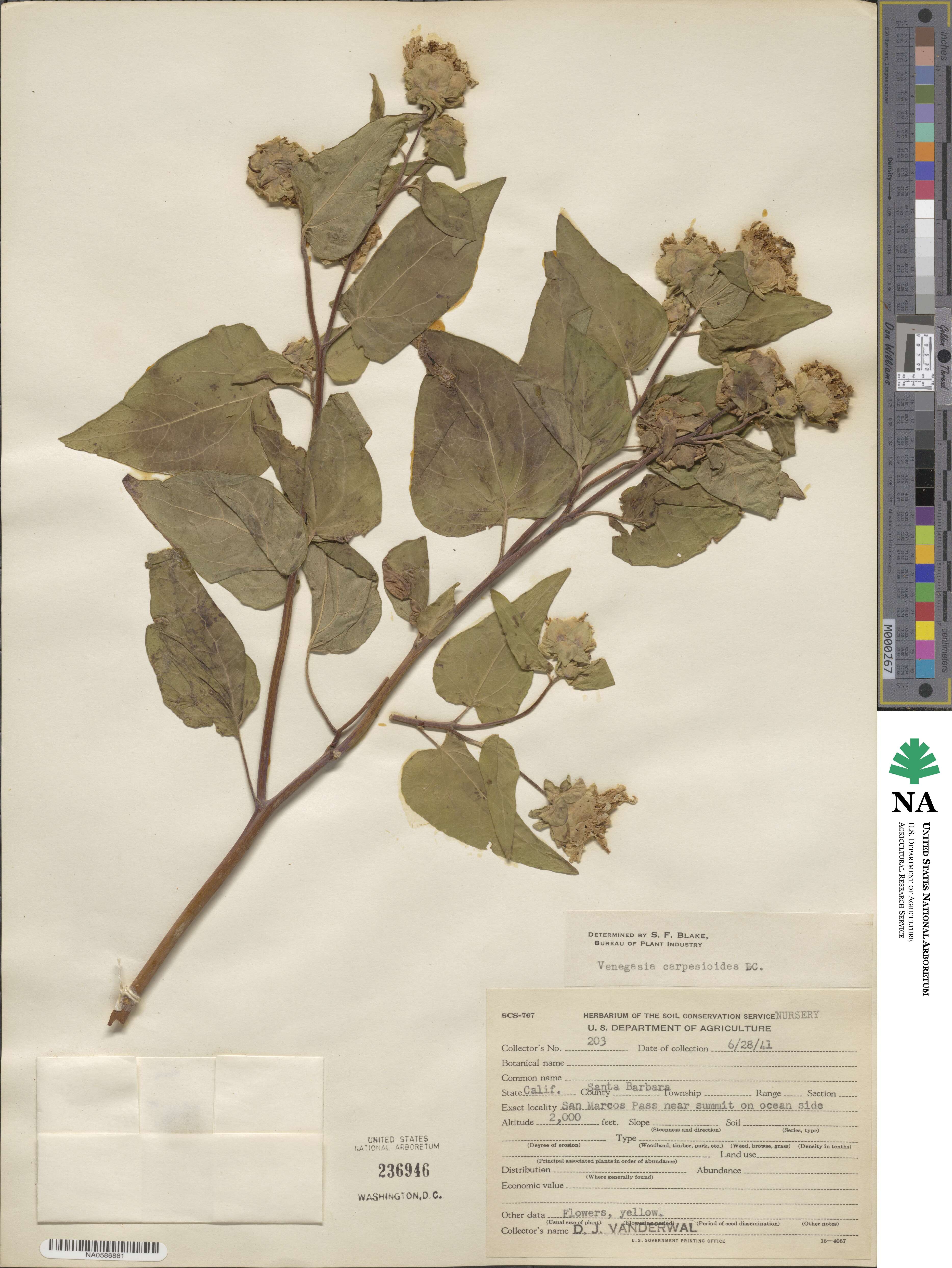 Venegasia carpesioides image