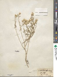 Psilostrophe sparsiflora image