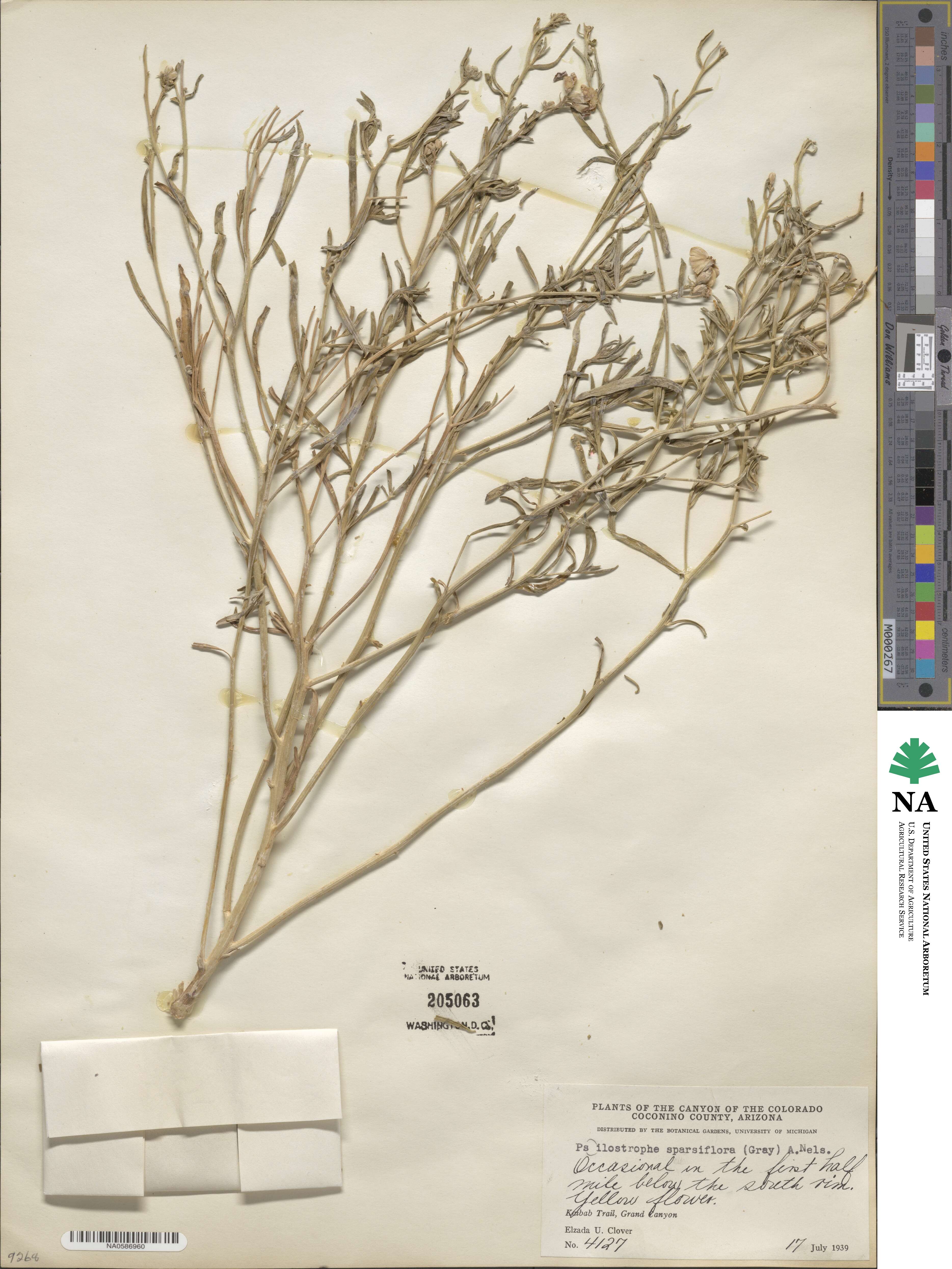 Psilostrophe sparsiflora image