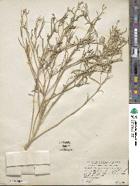 Psilostrophe sparsiflora image