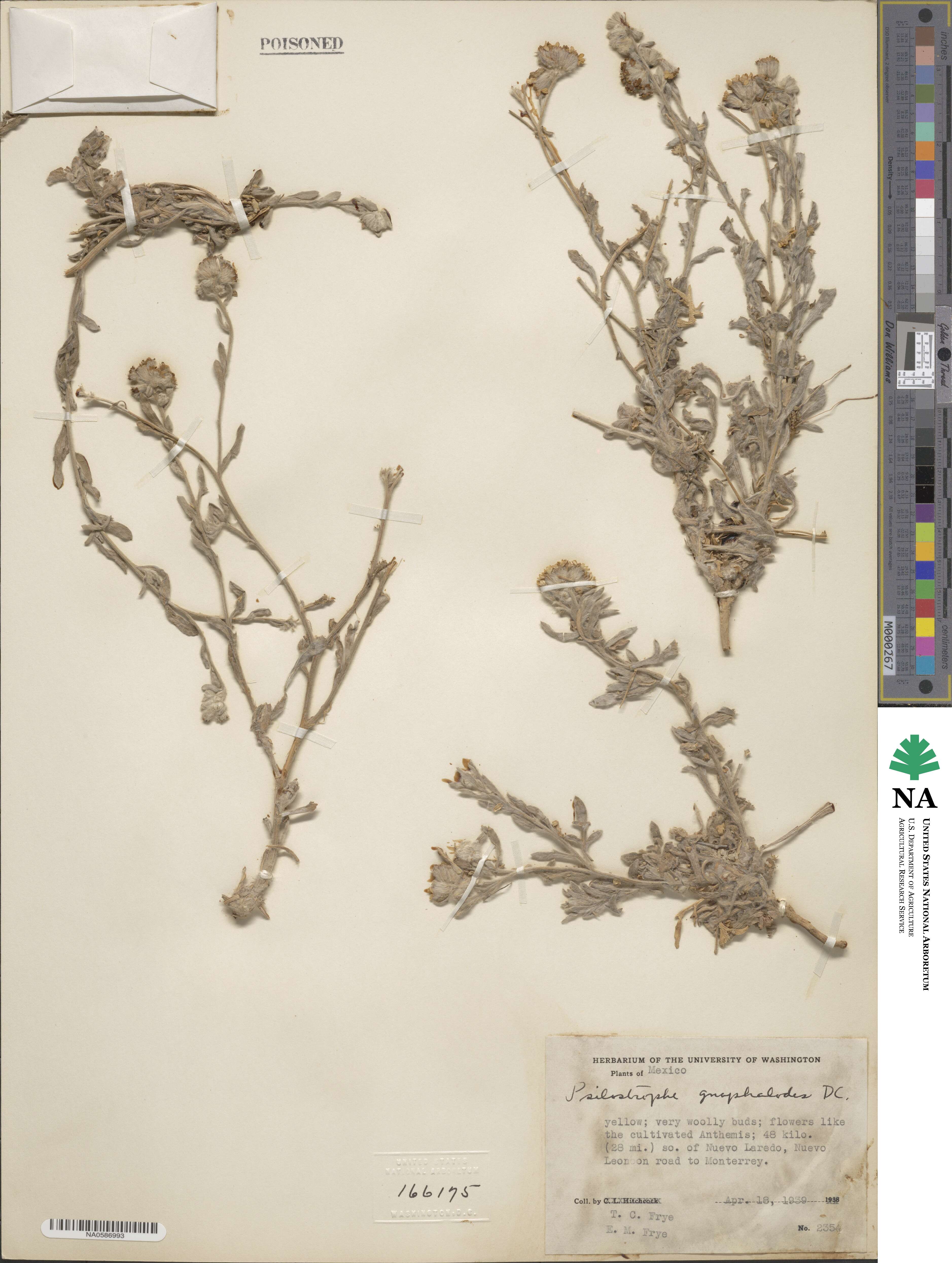 Psilostrophe gnaphalodes image