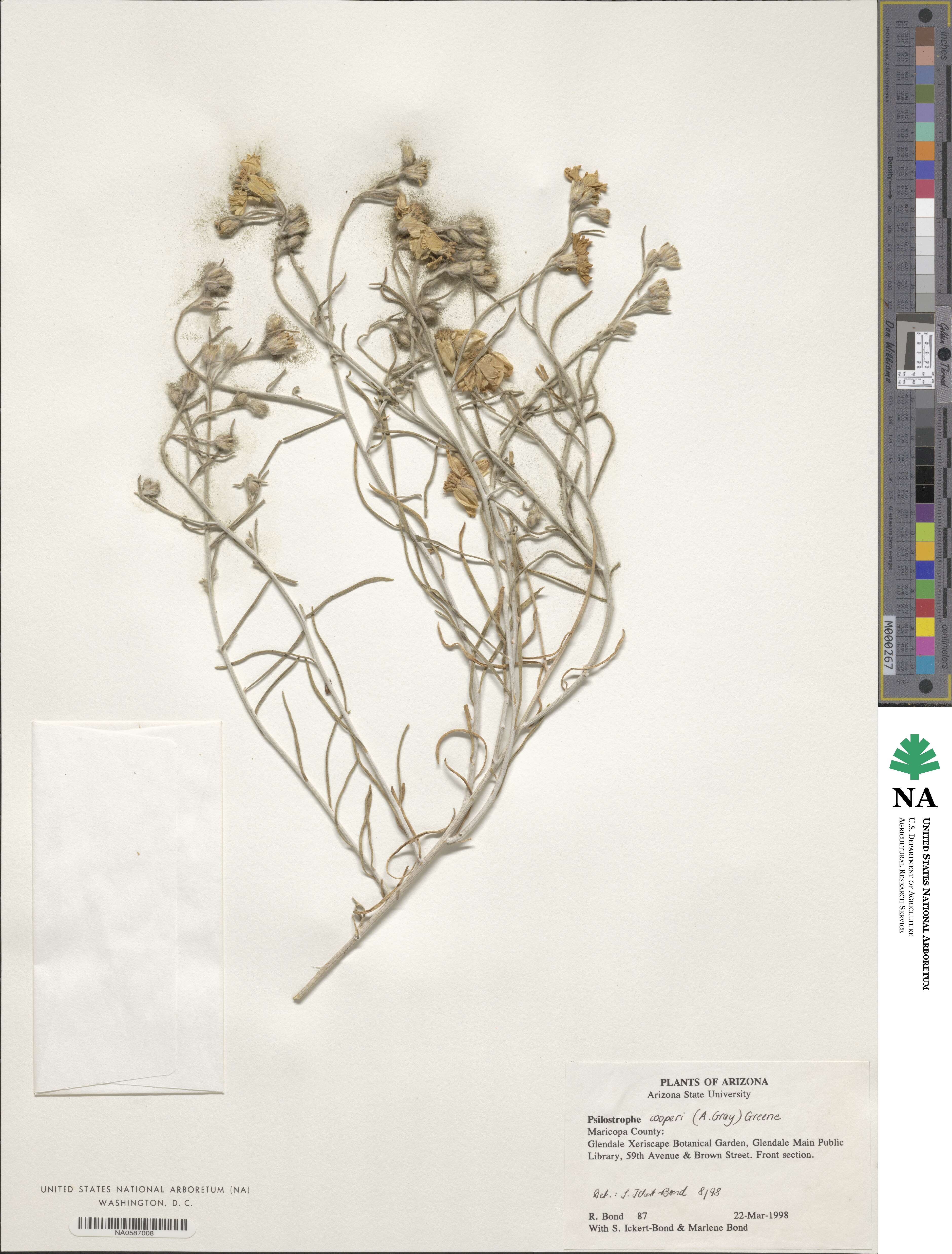 Psilostrophe cooperi image