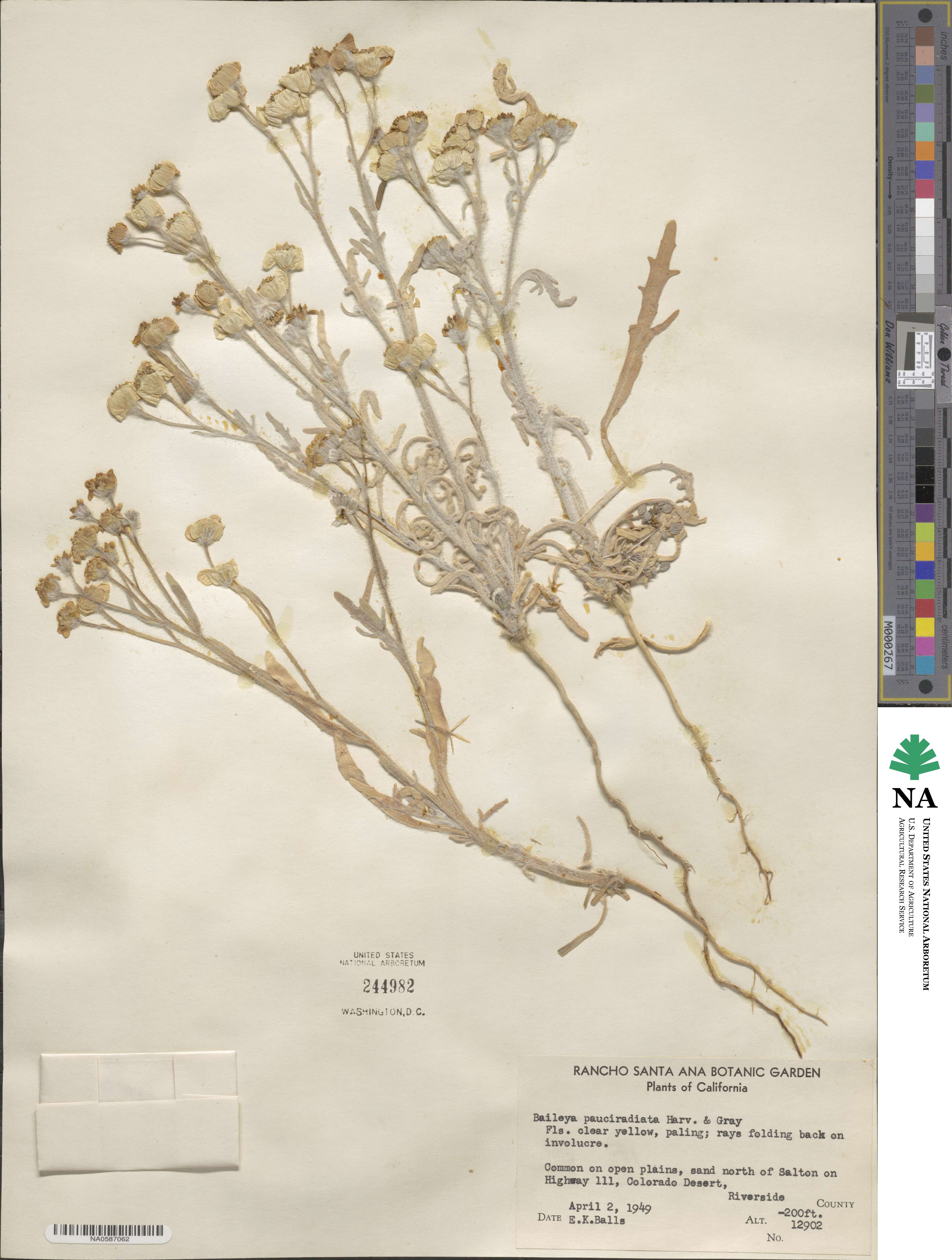 Baileya pauciradiata image