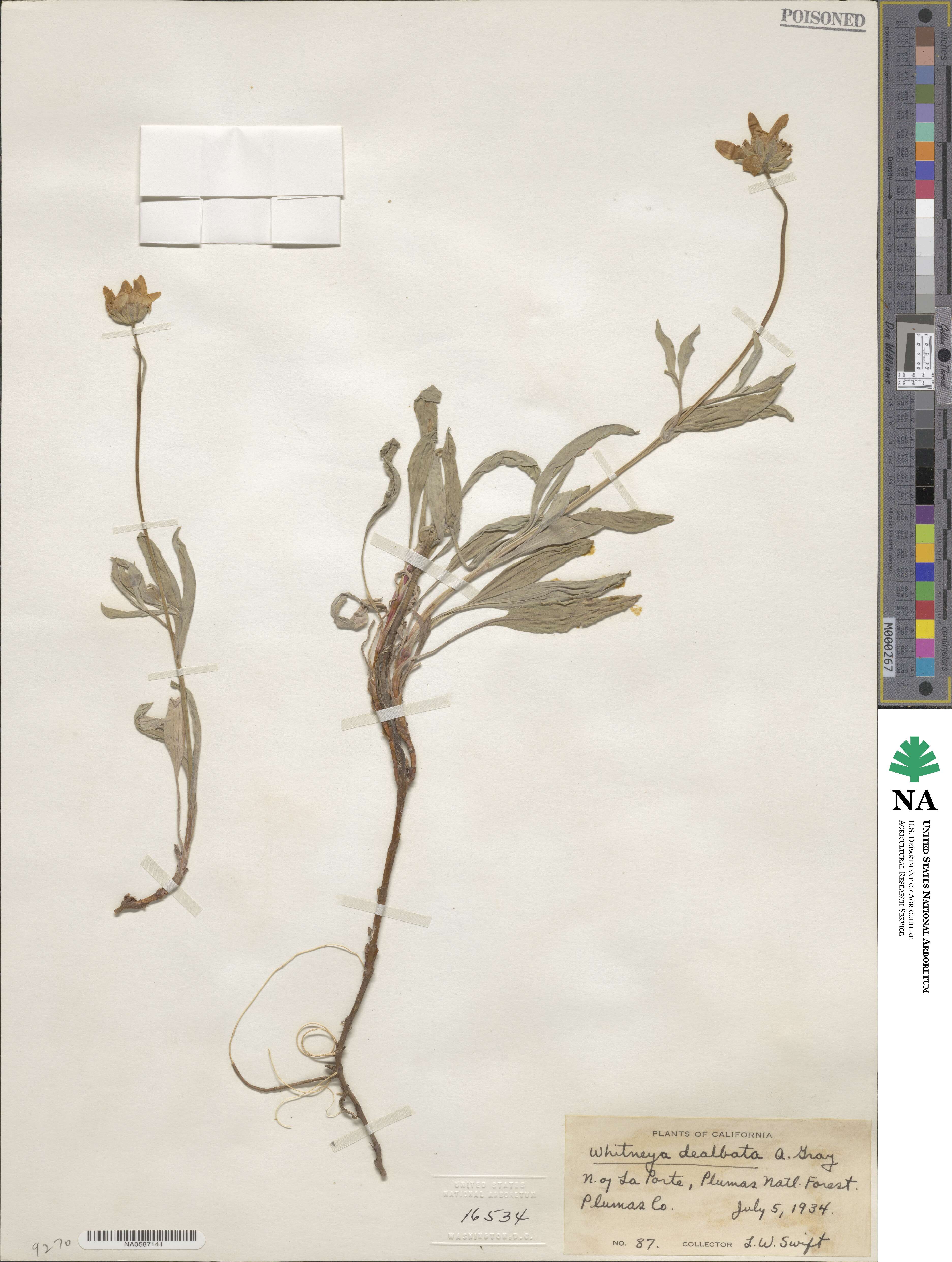 Arnica dealbata image