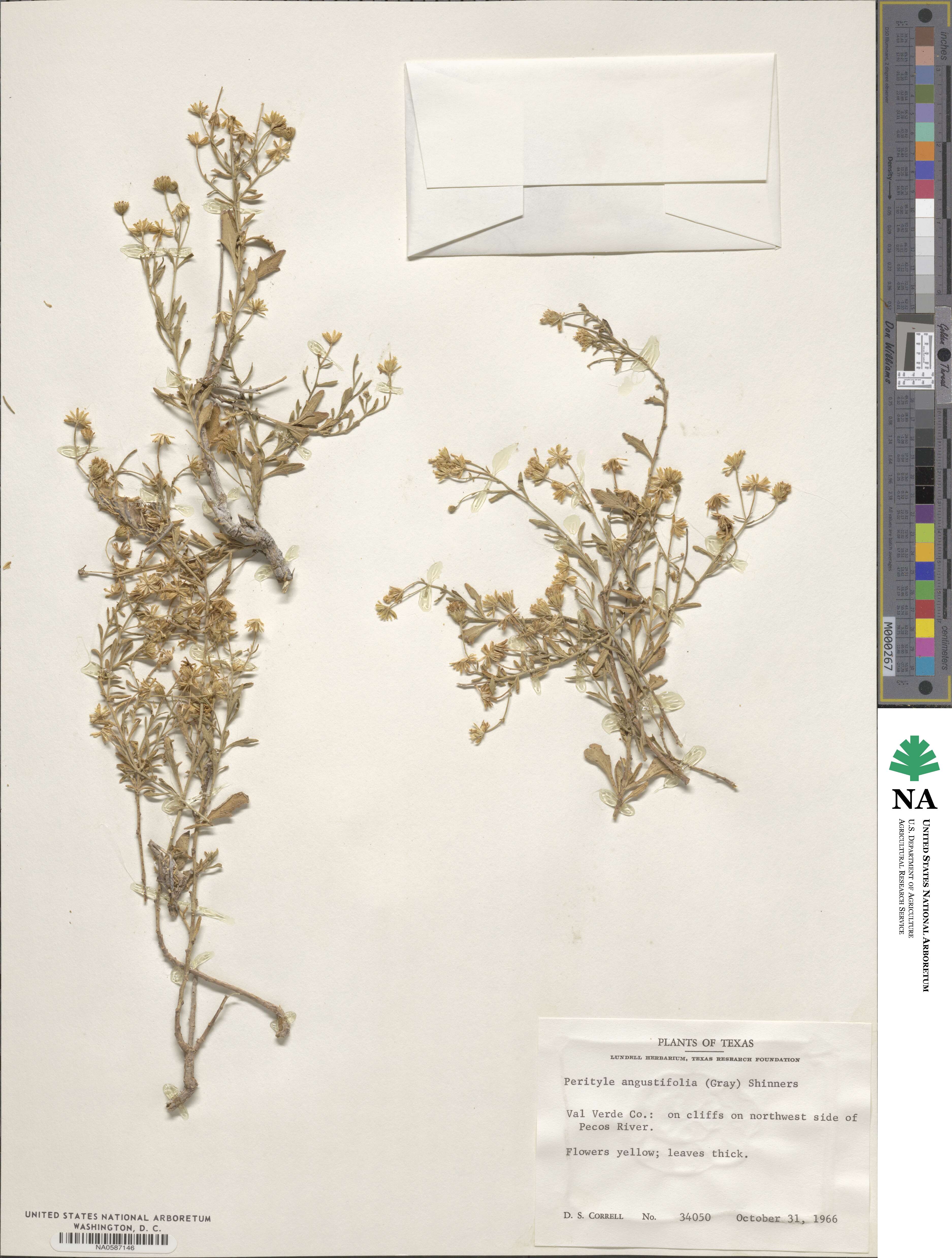 Perityle angustifolia image