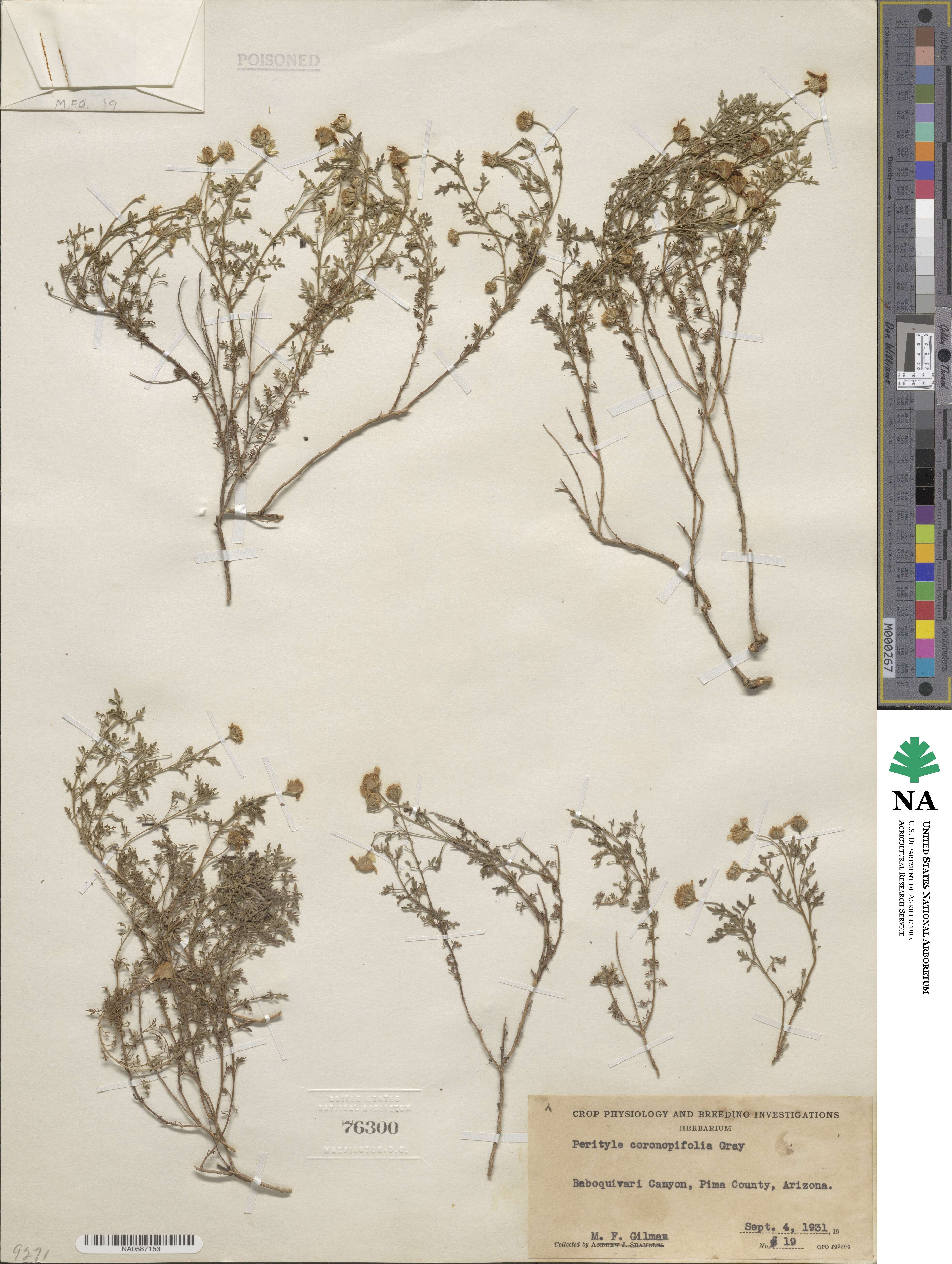 Perityle coronopifolia image