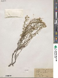 Perityle coronopifolia image