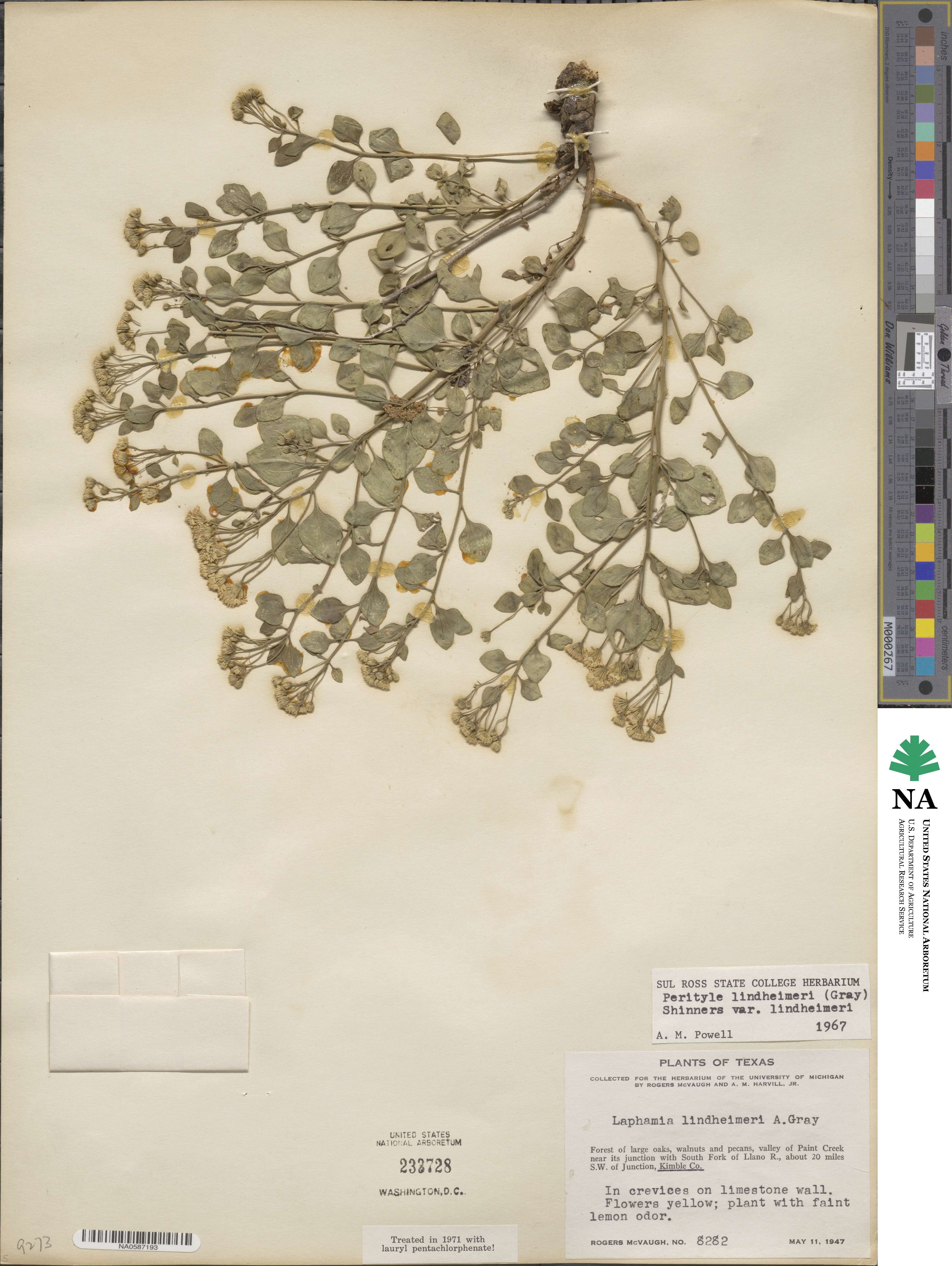 Perityle lindheimeri image