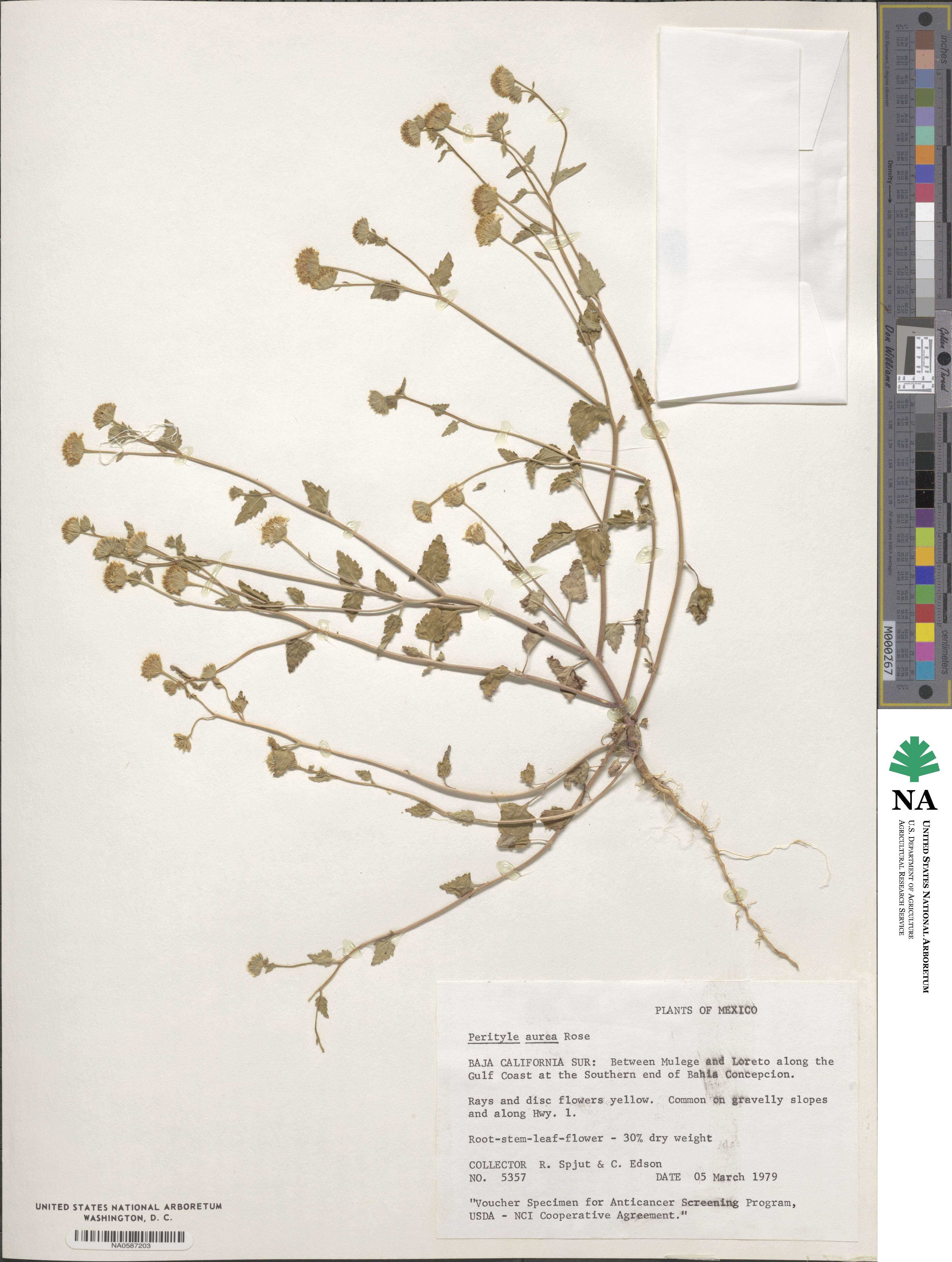 Perityle aurea image