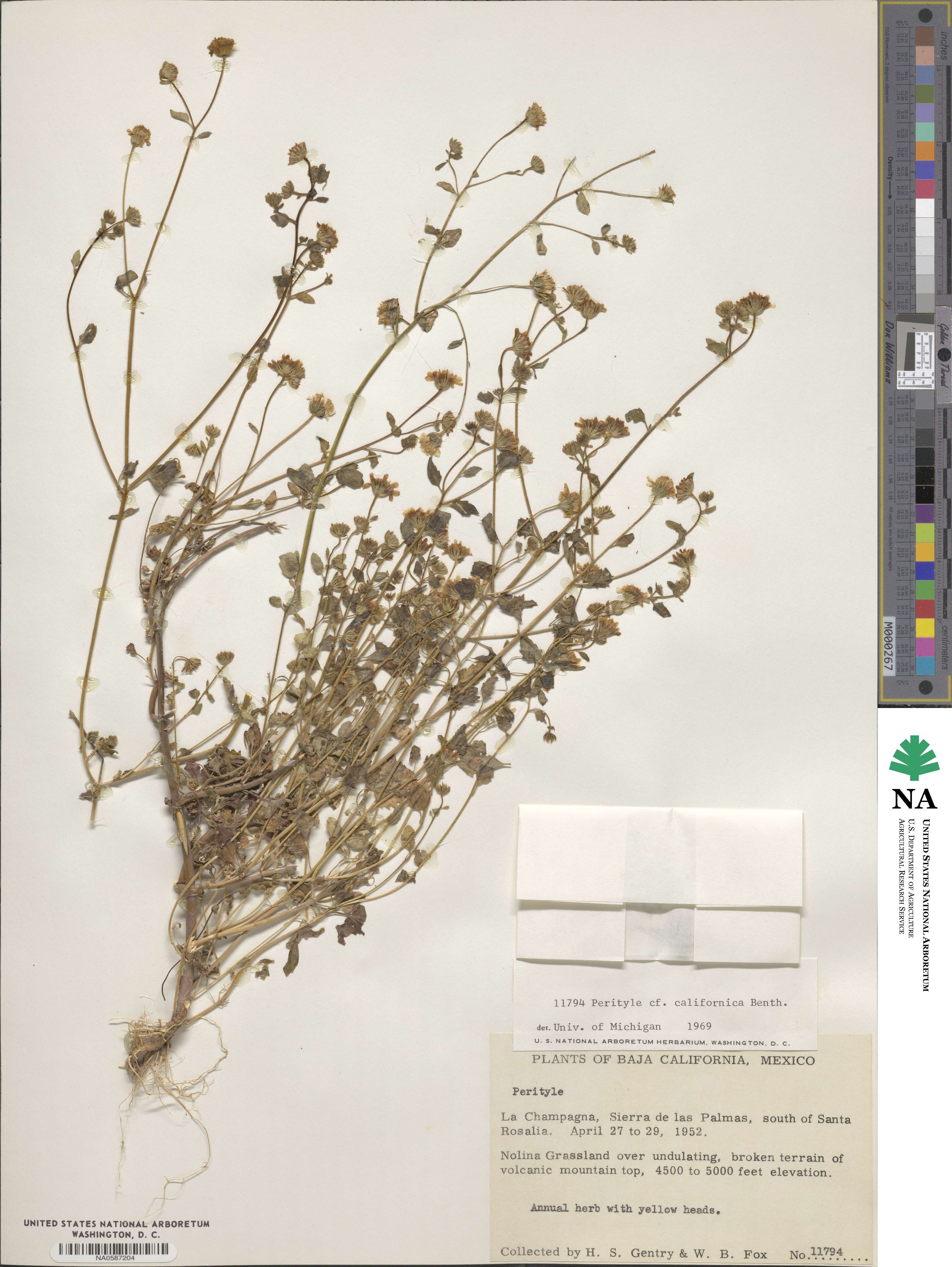Perityle californica image