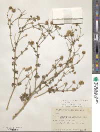 Perityle crassifolia var. robusta image