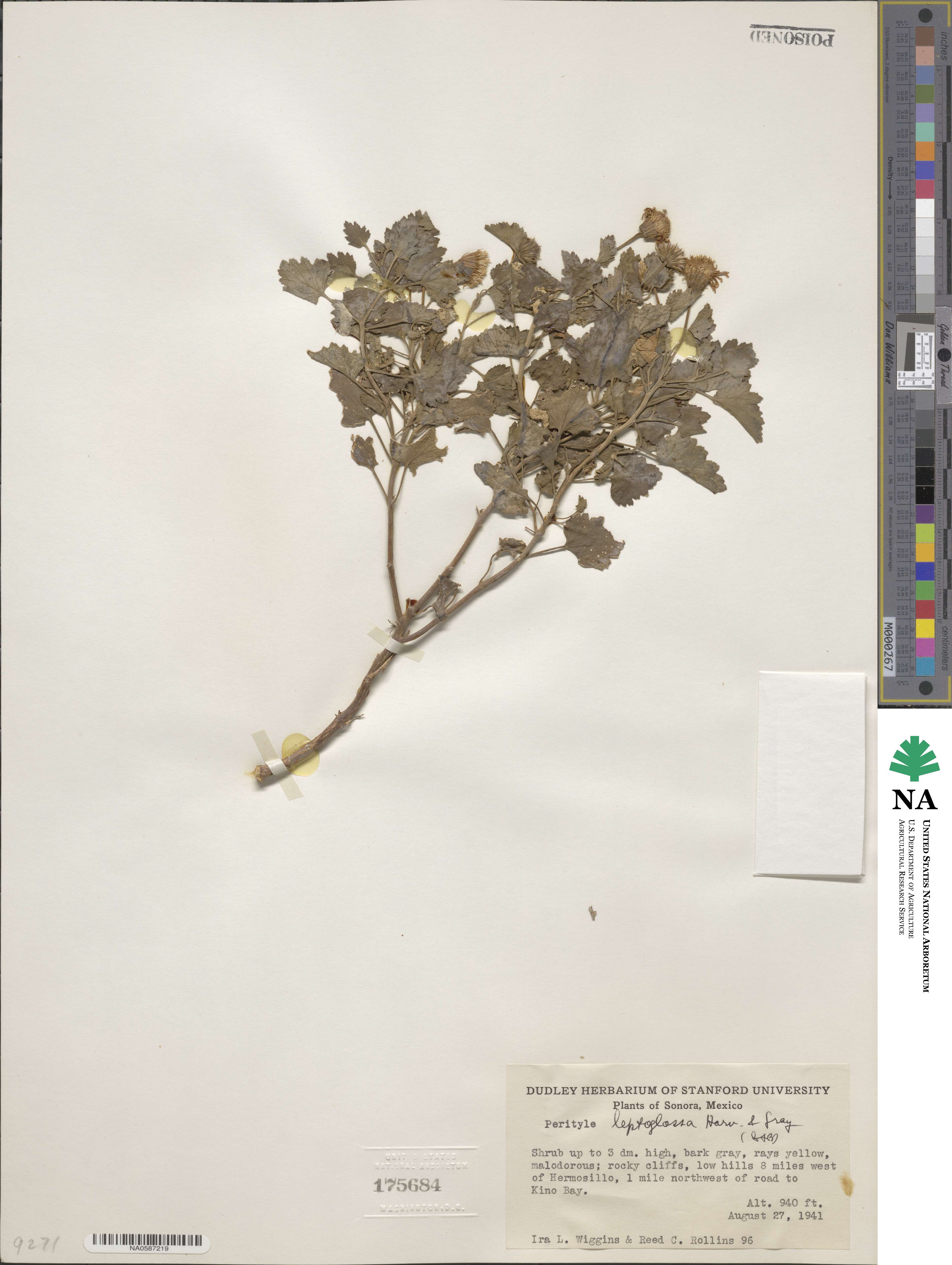 Perityle leptoglossa image