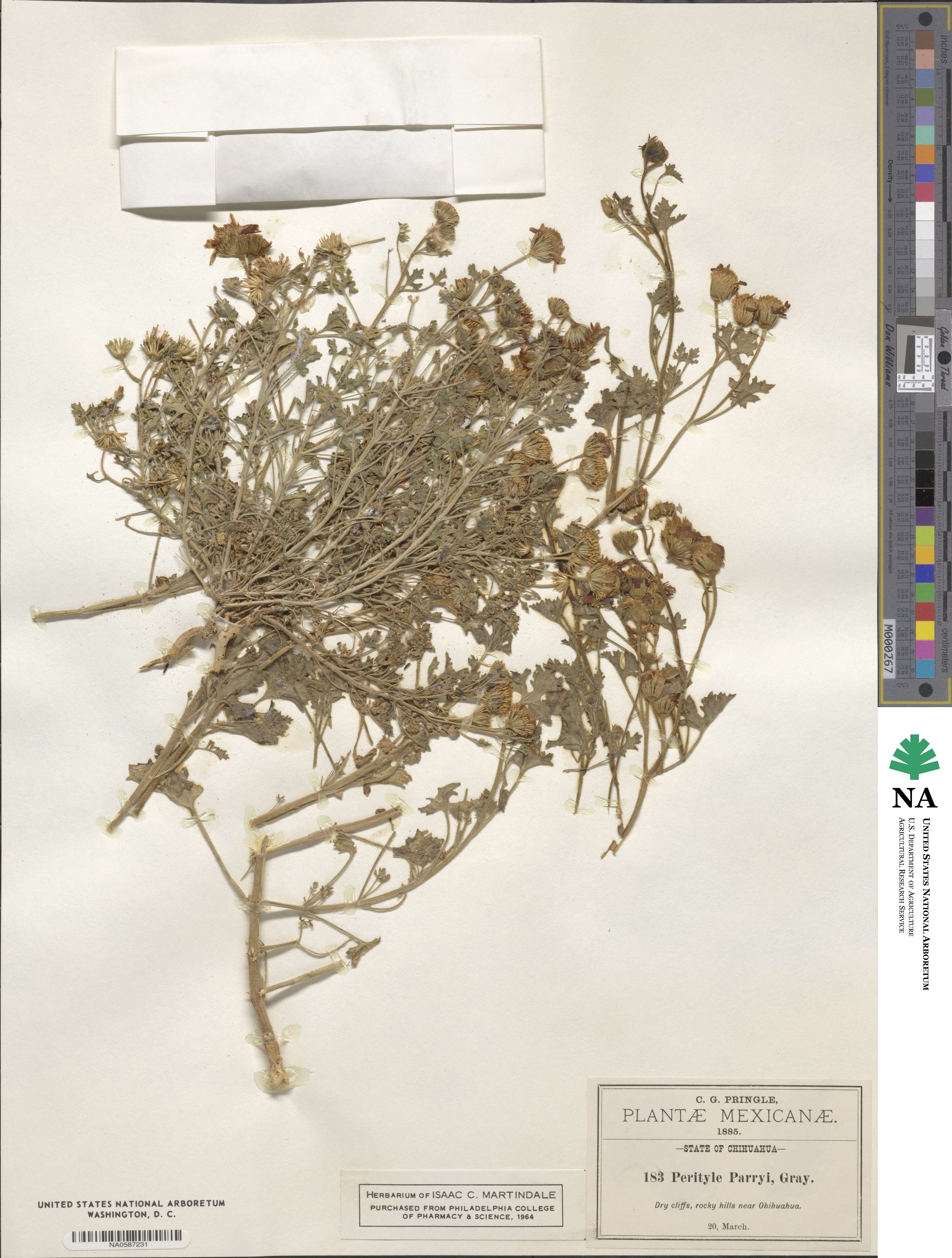 Perityle parryi image
