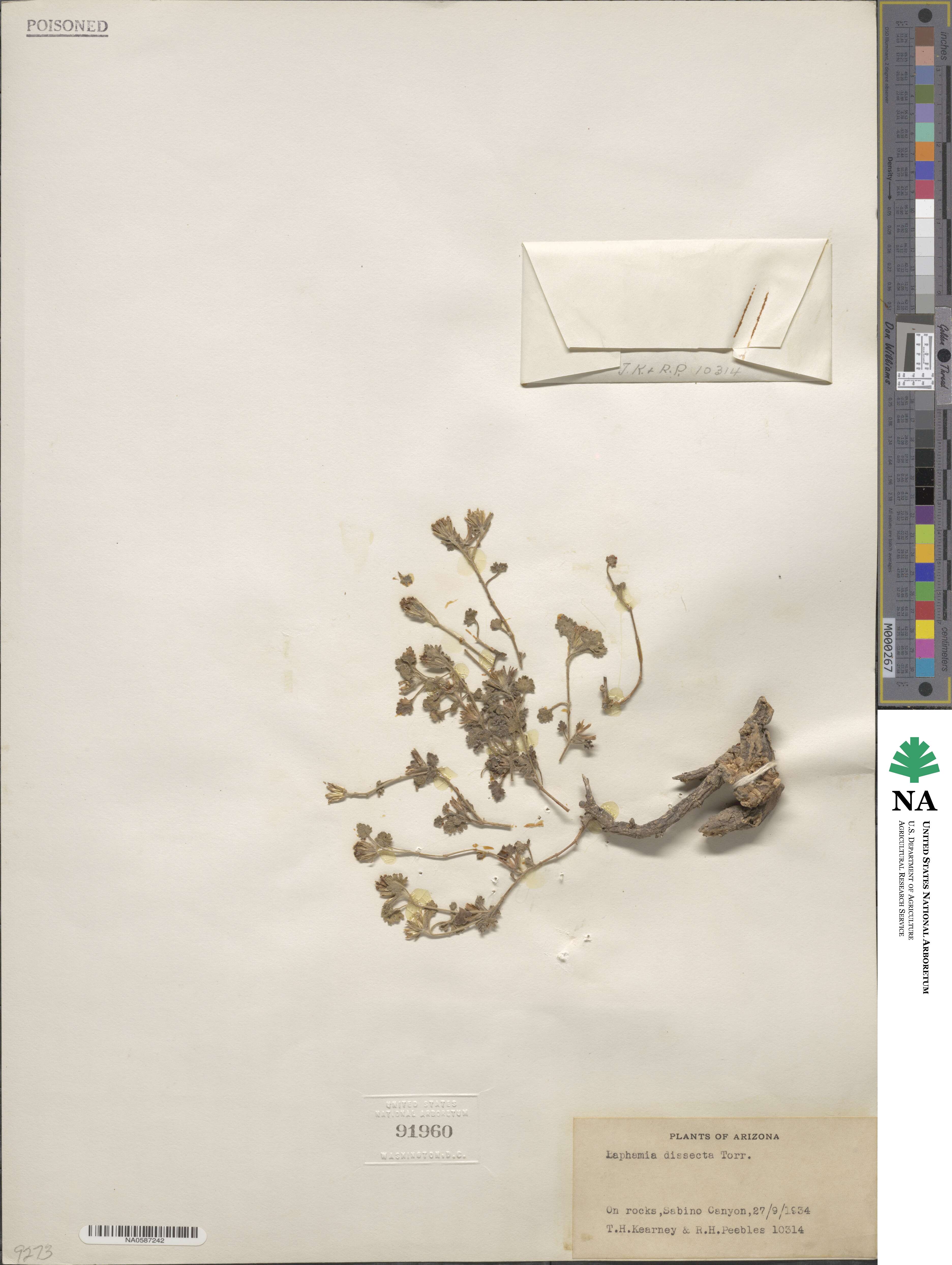 Perityle dissecta image