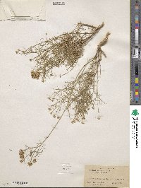 Image of Perityle saxicola