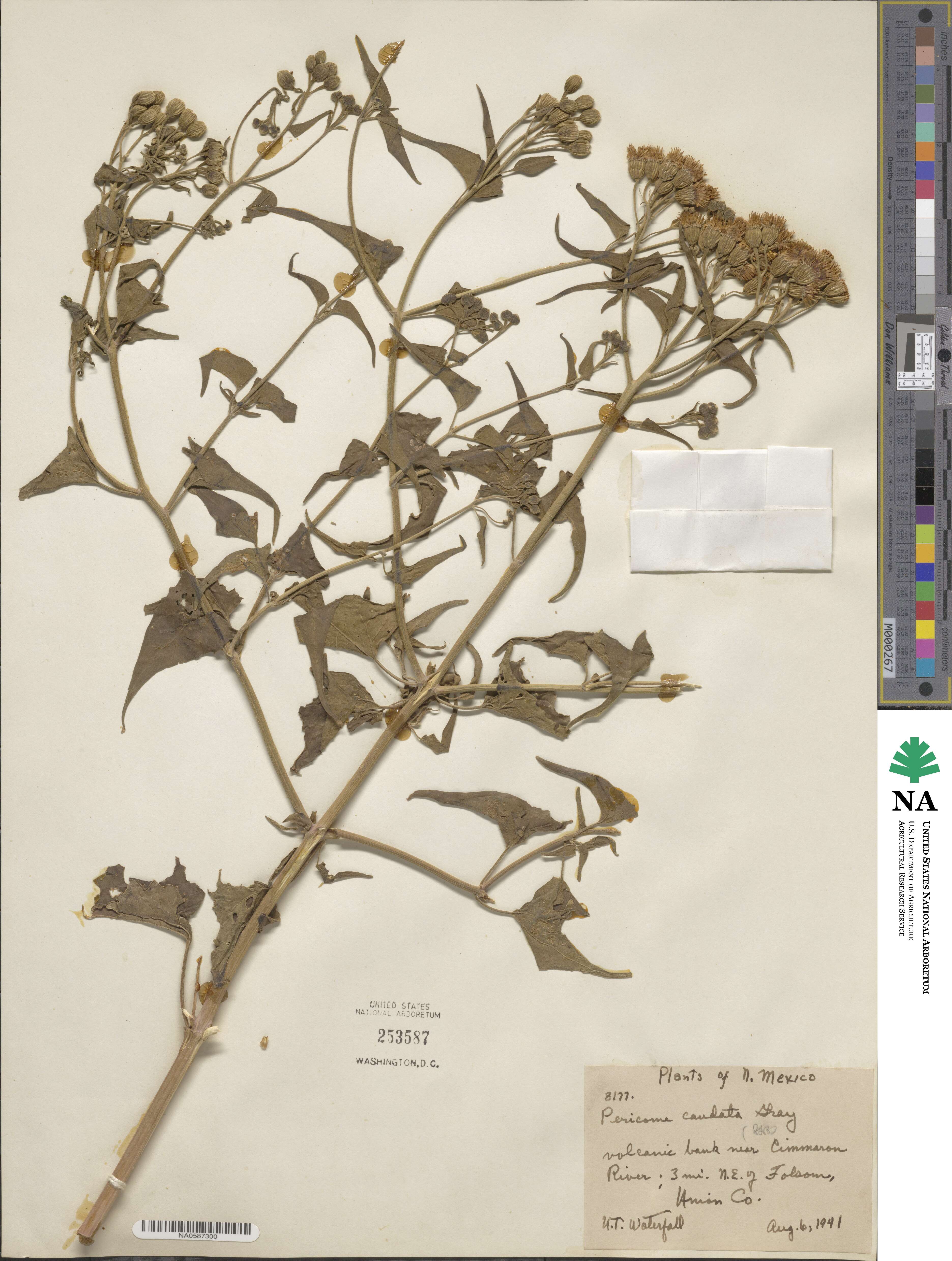 Pericome image