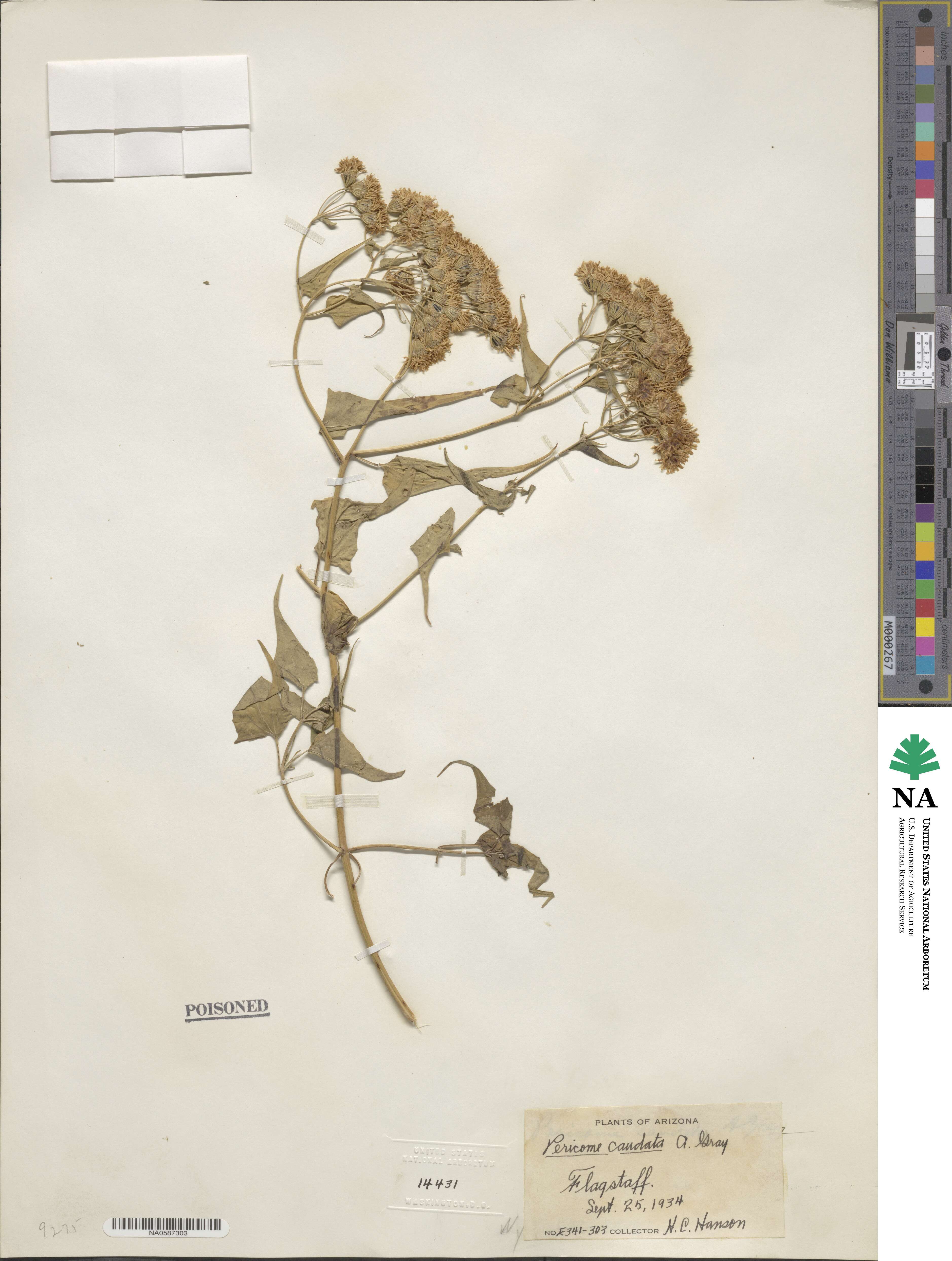 Pericome caudata image