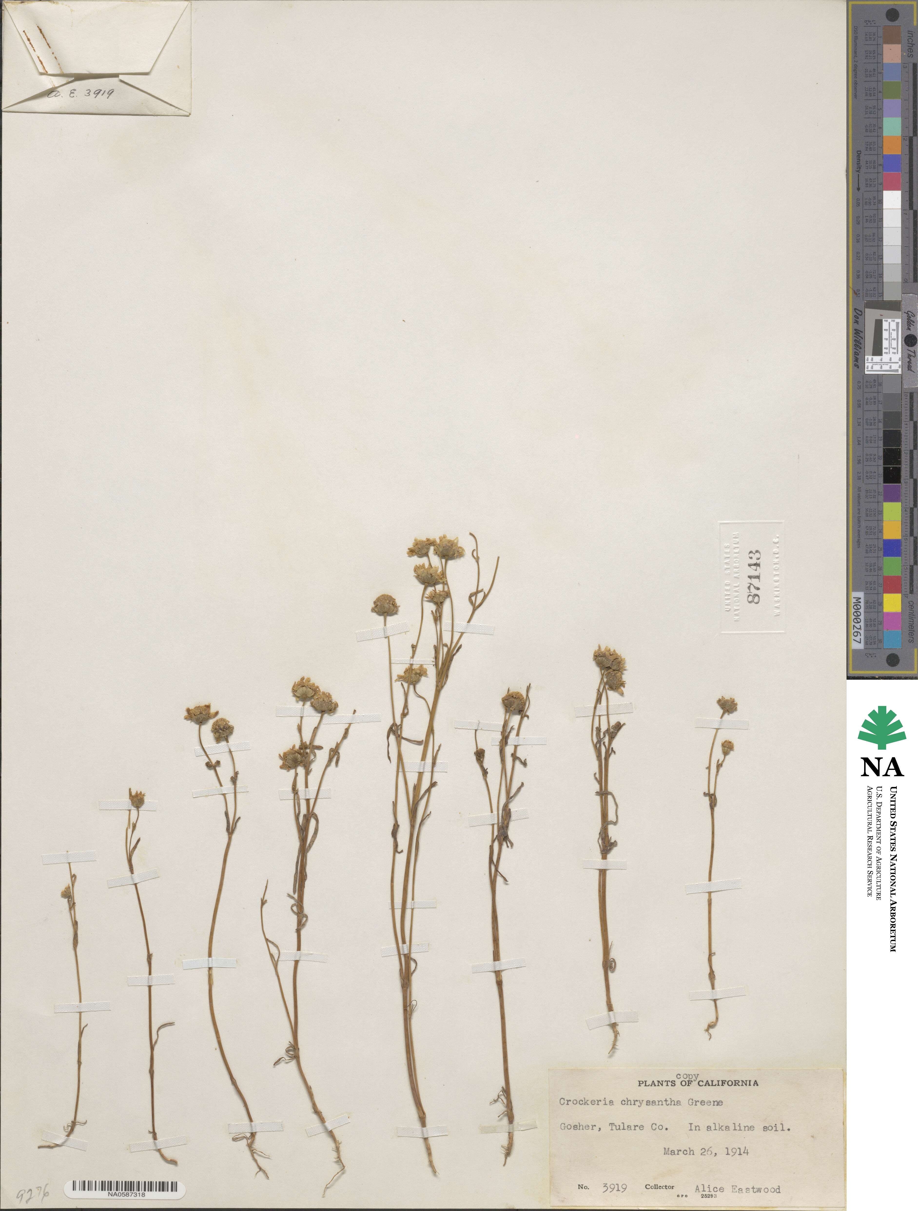 Lasthenia chrysantha image