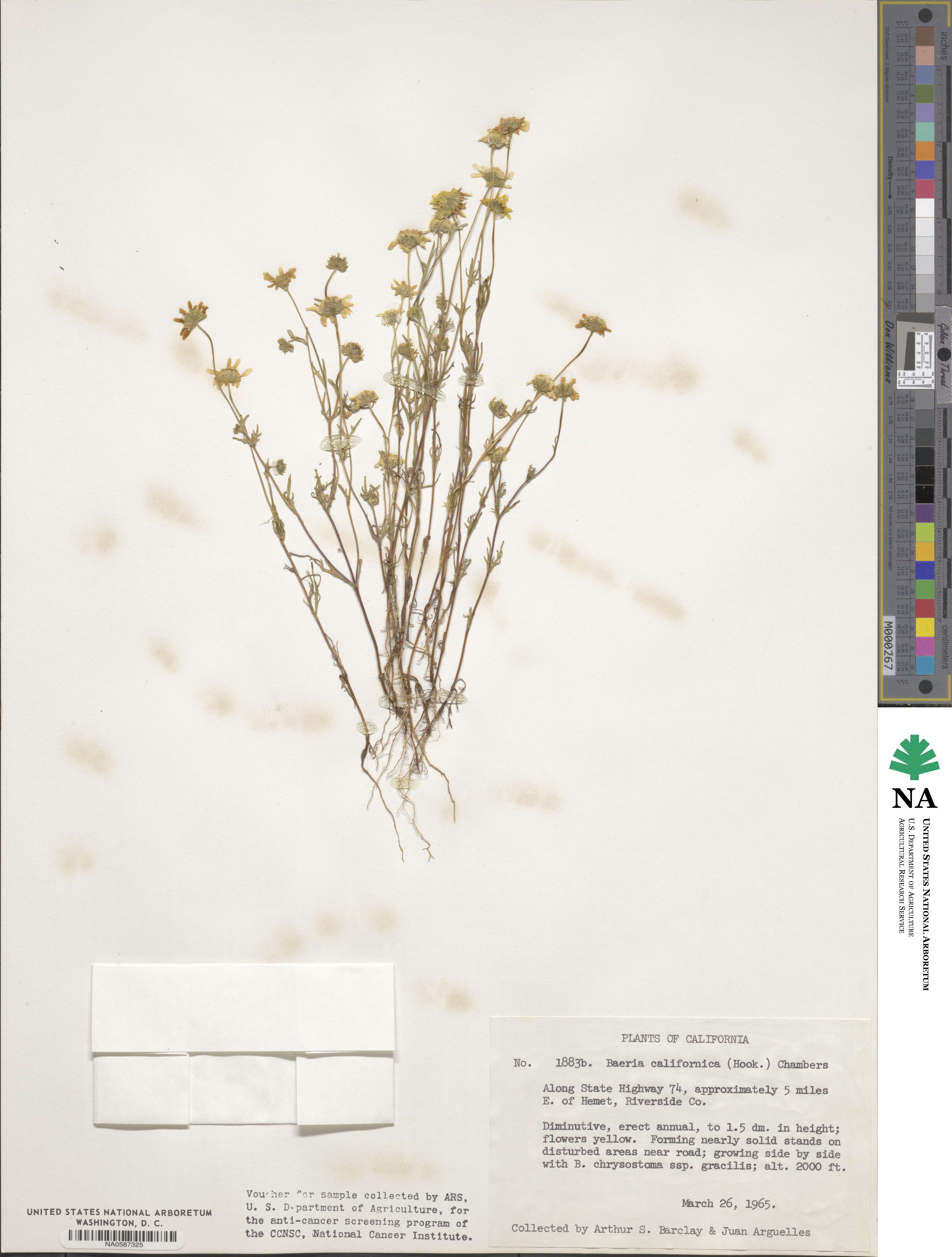 Lasthenia coronaria image