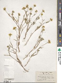 Lasthenia californica subsp. californica image