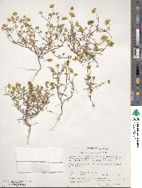 Lasthenia californica subsp. californica image