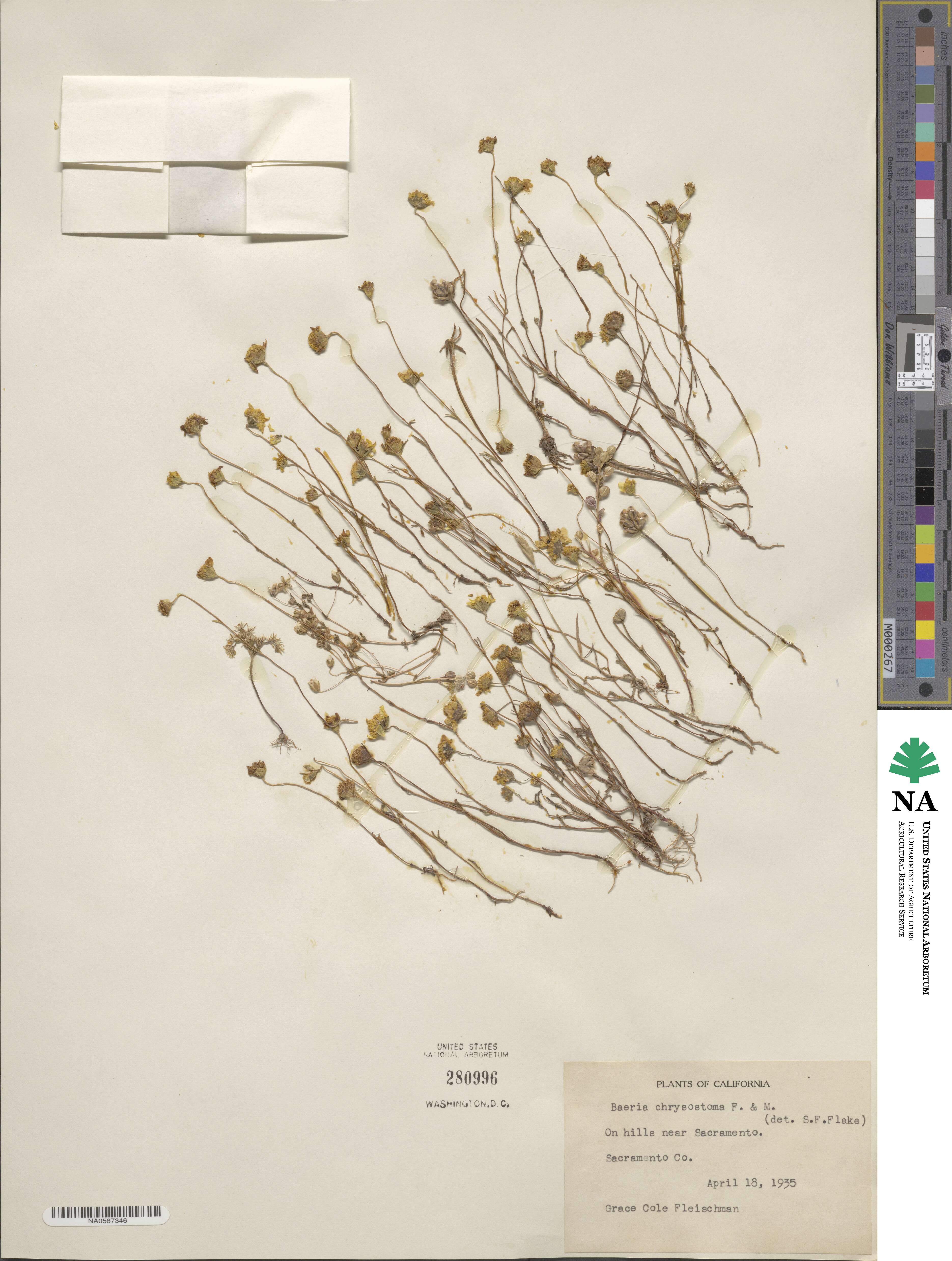 Lasthenia californica subsp. californica image