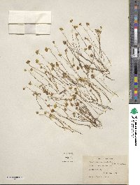 Lasthenia californica subsp. californica image