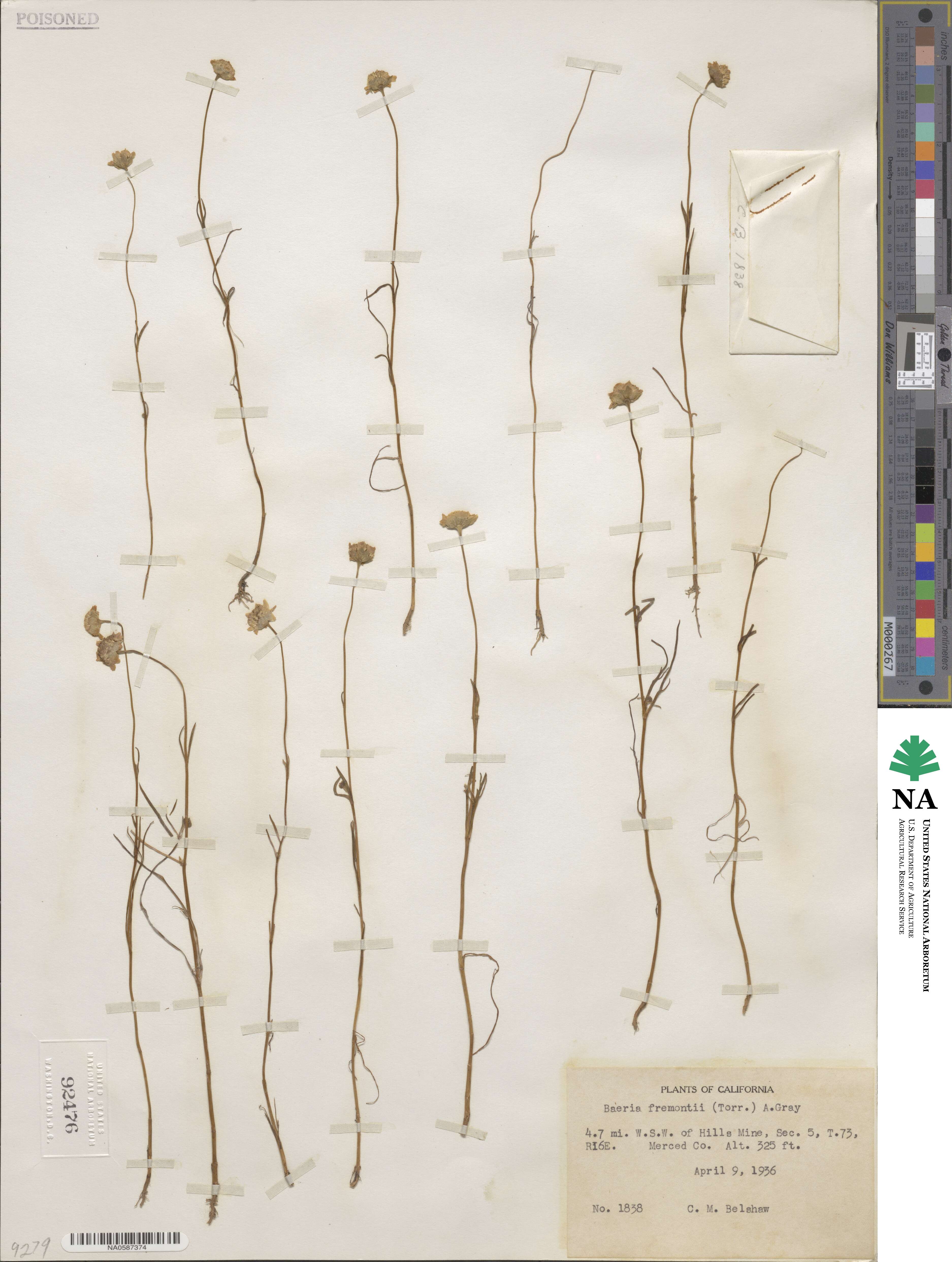 Lasthenia fremontii image