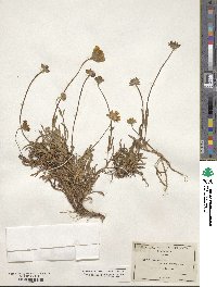 Lasthenia californica subsp. macrantha image