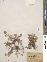 Lasthenia californica subsp. macrantha image