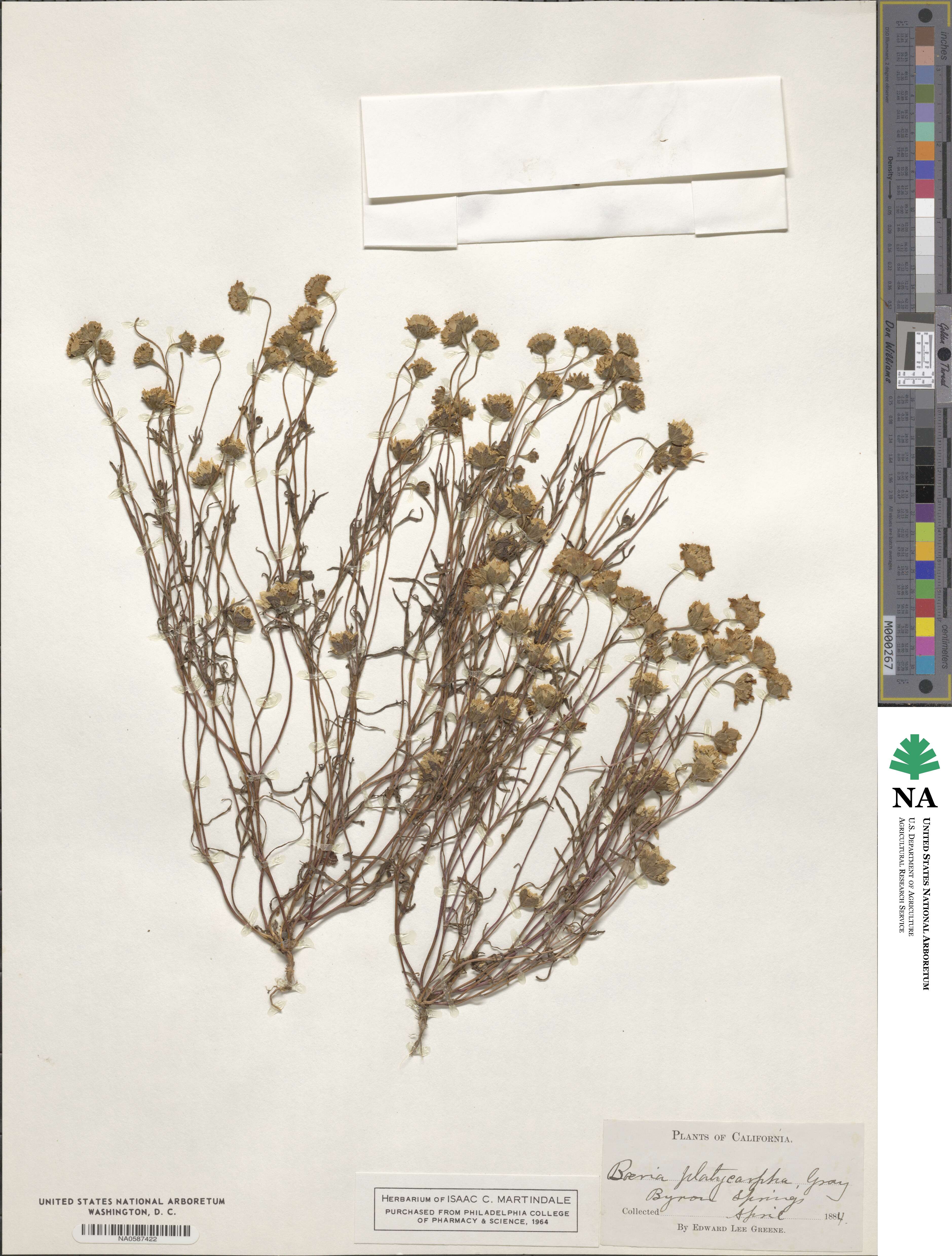 Lasthenia platycarpha image