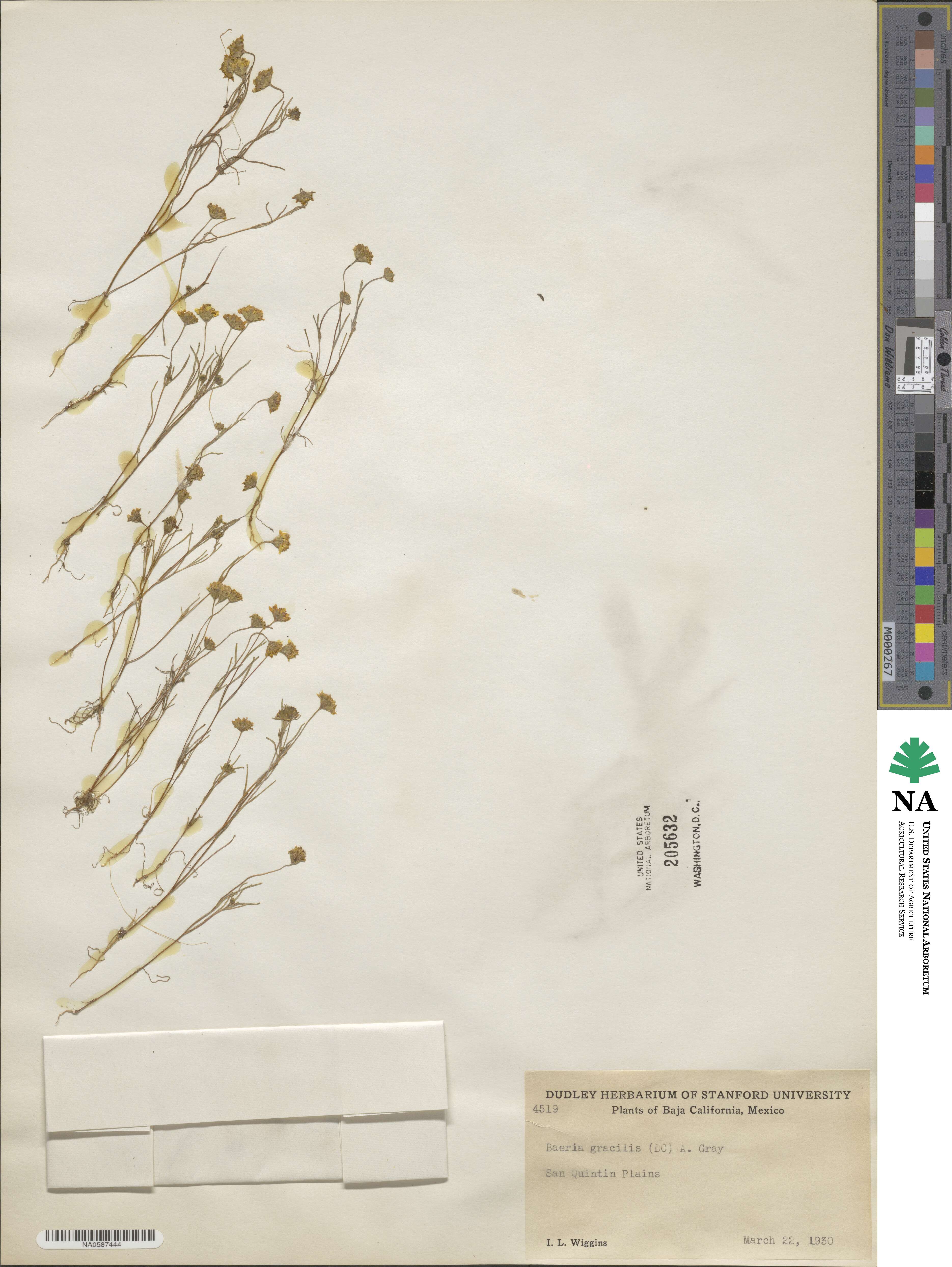 Lasthenia gracilis image