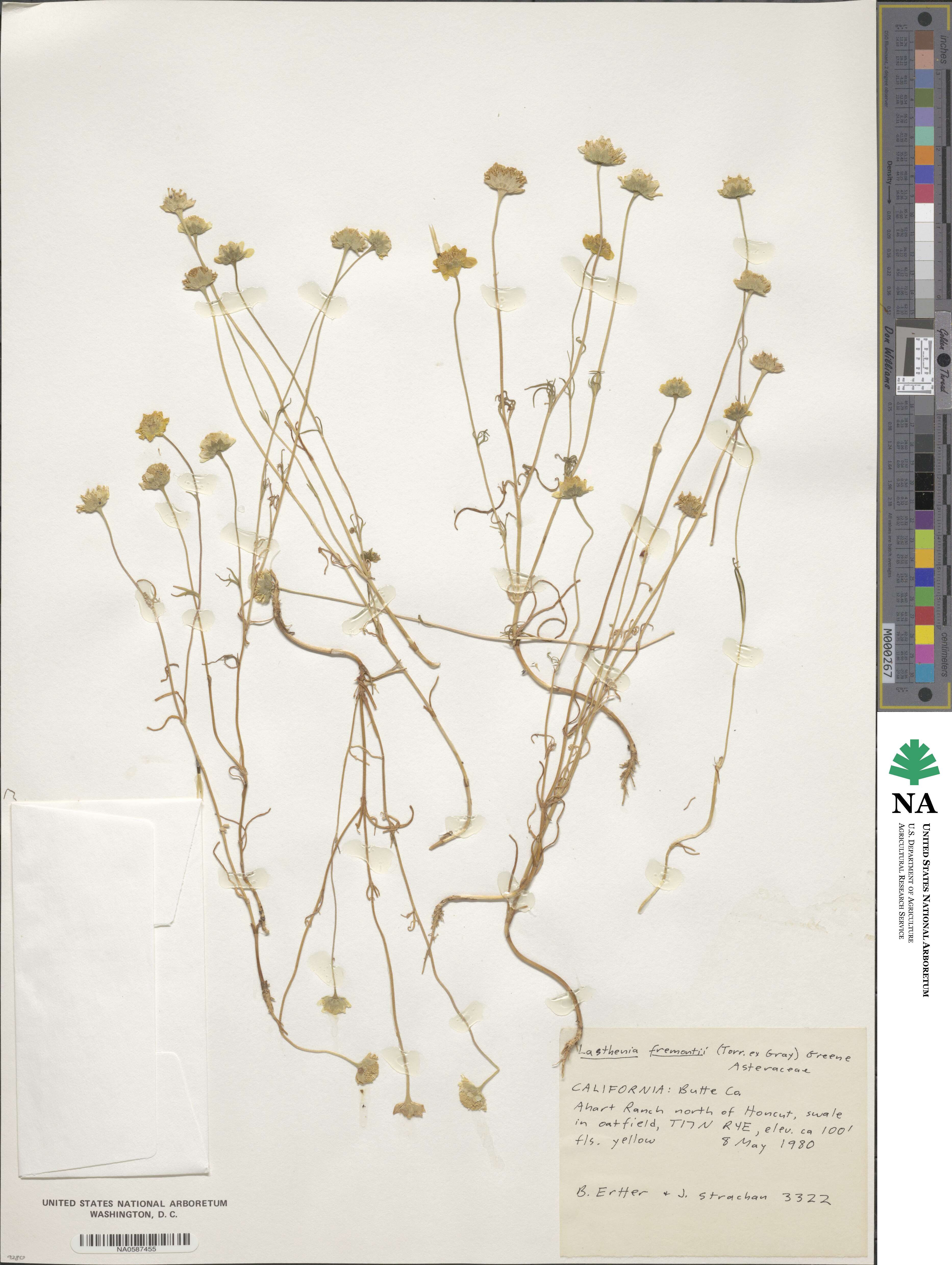 Lasthenia fremontii image