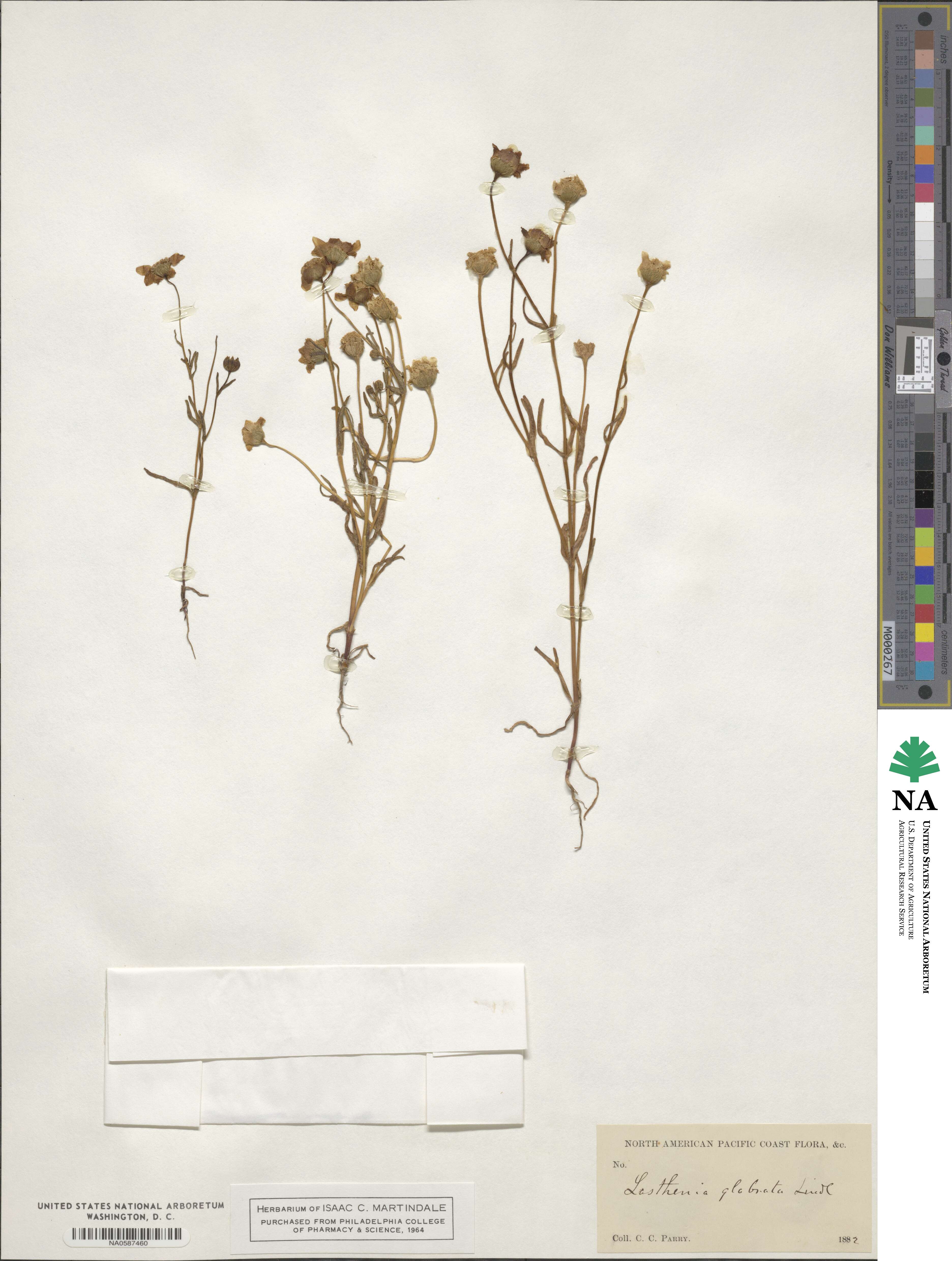 Lasthenia glabrata image