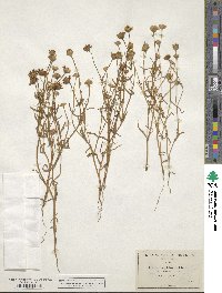 Lasthenia glabrata subsp. coulteri image