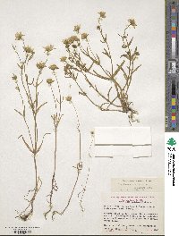 Lasthenia glabrata subsp. coulteri image