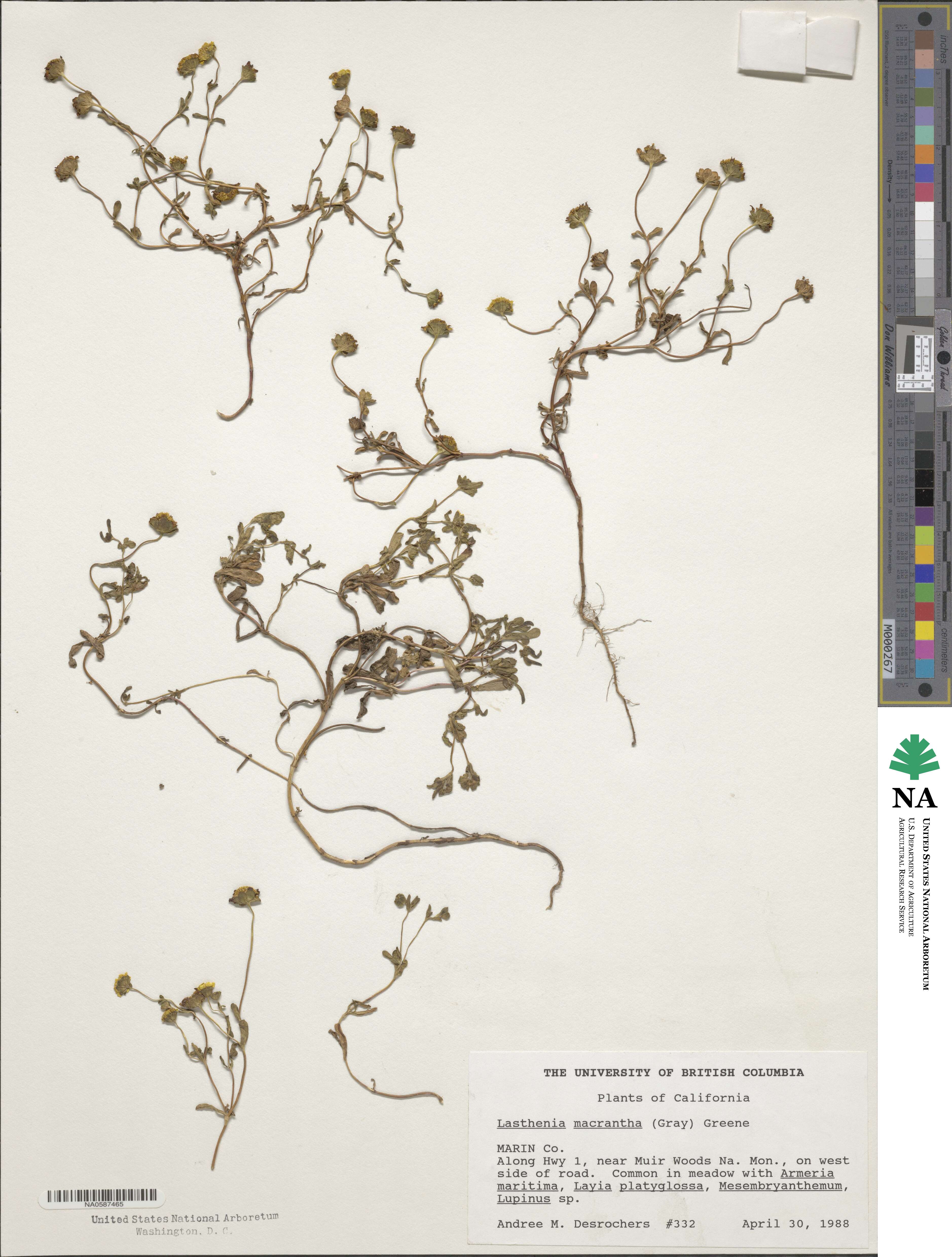 Lasthenia californica subsp. macrantha image