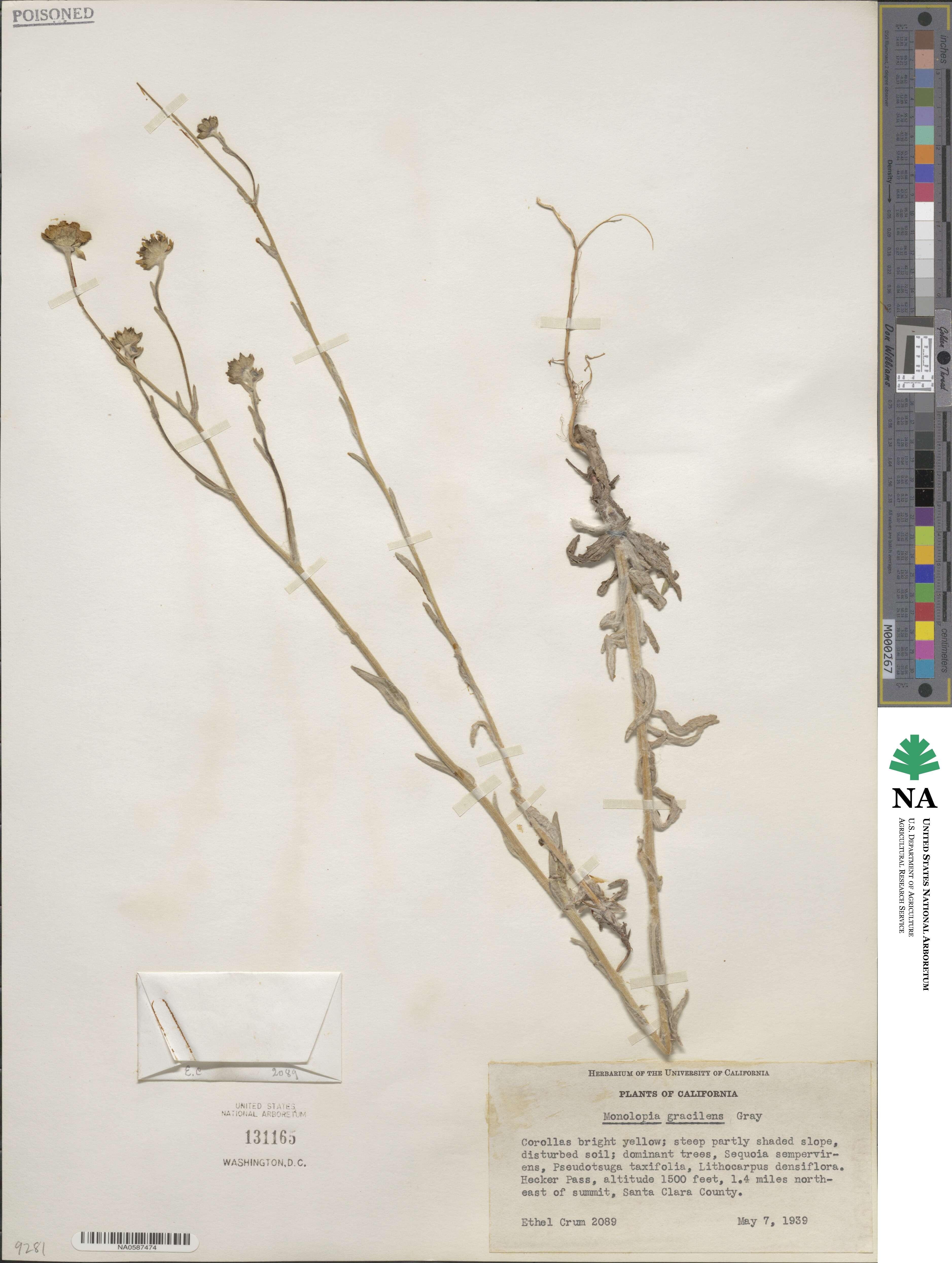 Monolopia gracilens image